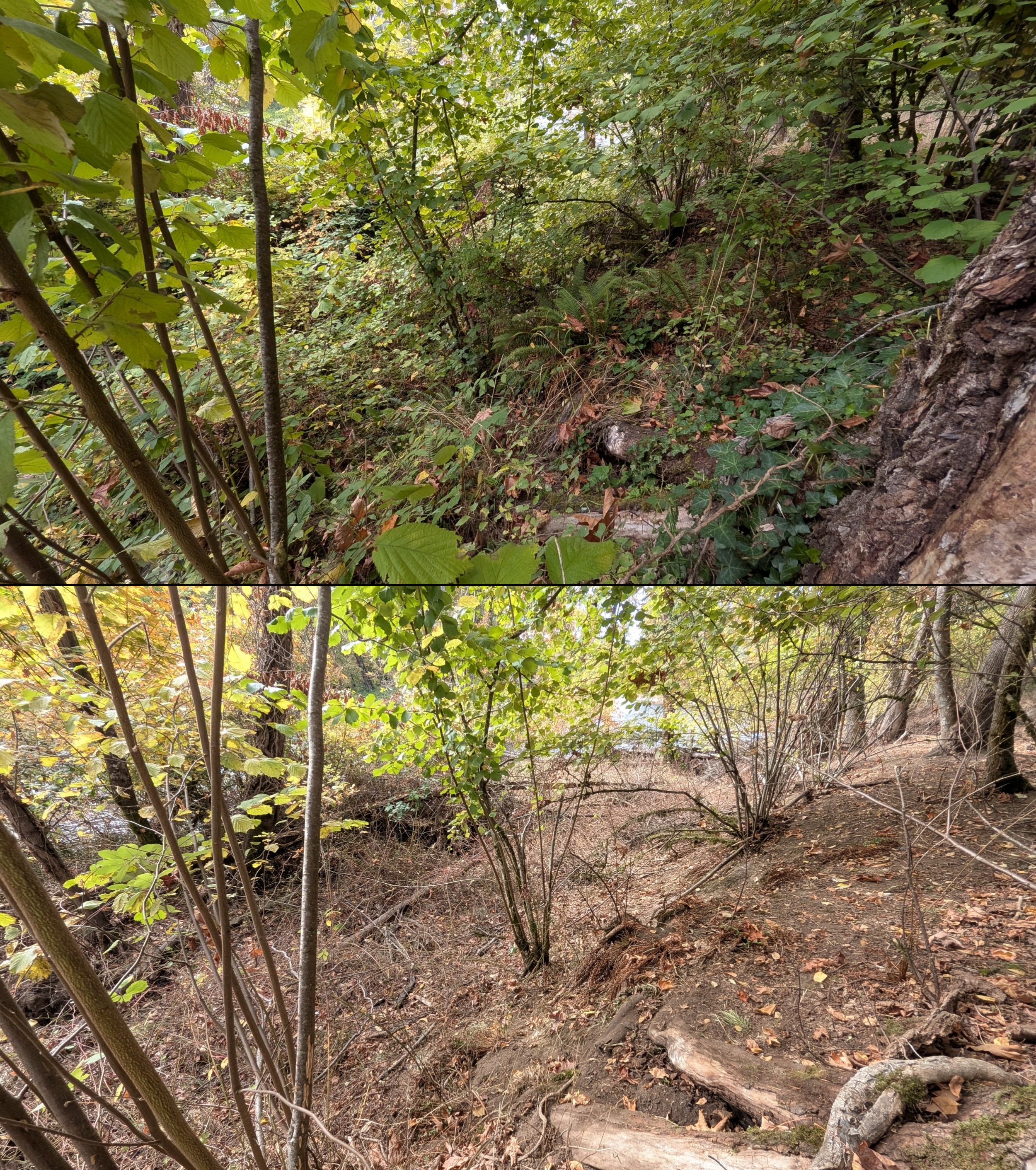 Goat grazing before and after in Springfield, Oregon, 08/27/26, photo 85