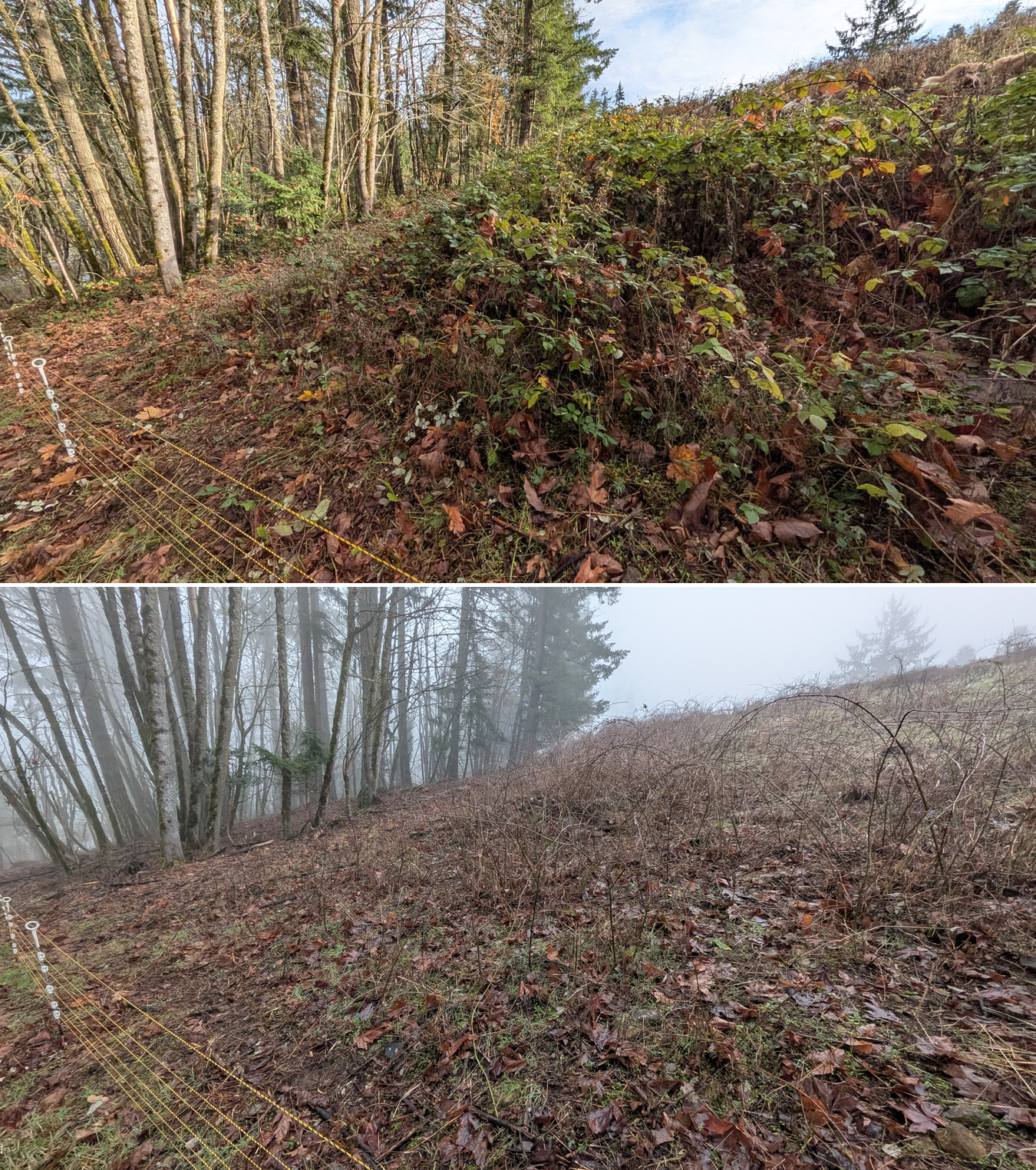 Before and after goat grazing in Lane County, Oregon, 12/01/25, photo 28