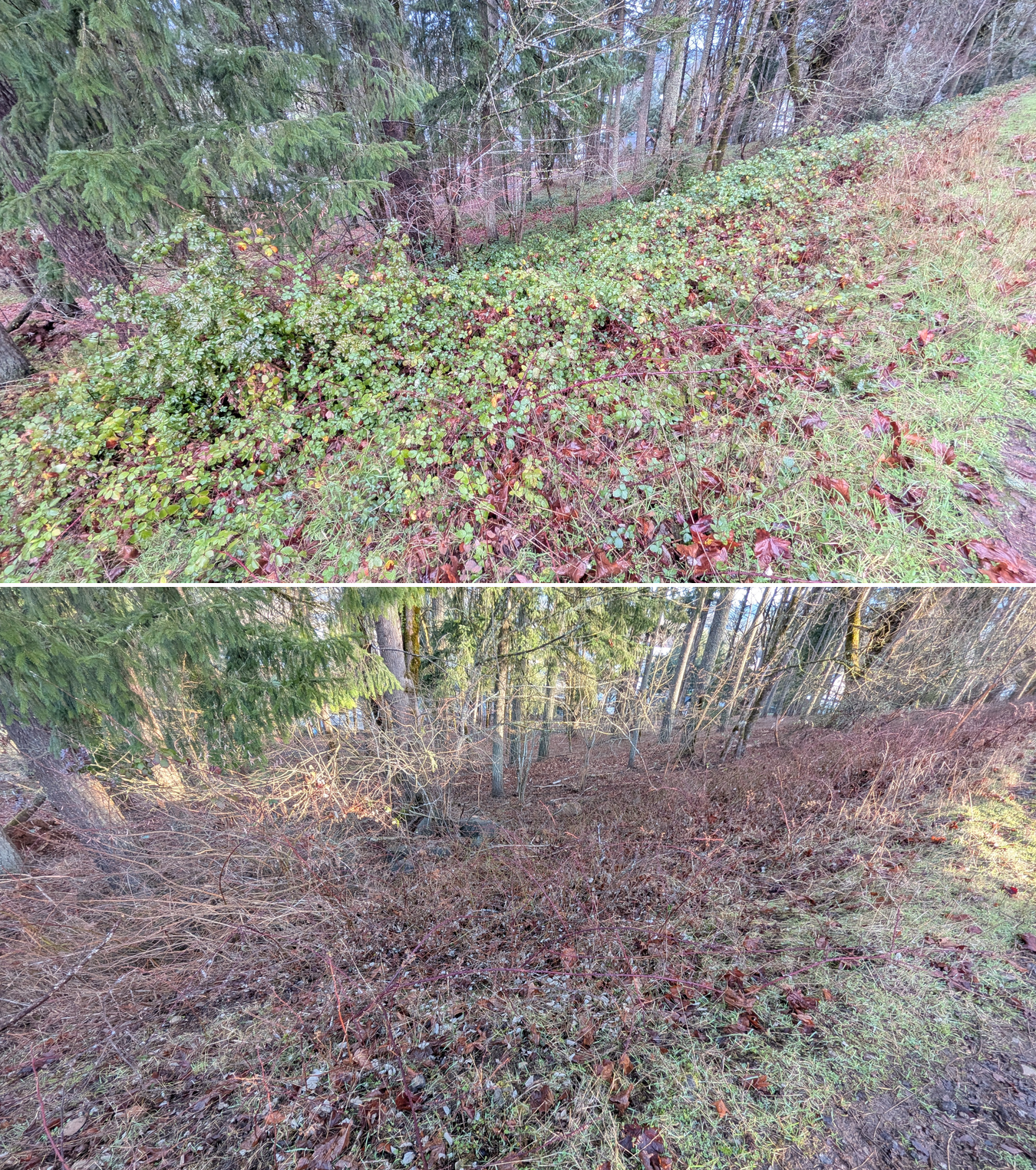 Goat grazing before and after in Springfield, Oregon, 12/23/25, photo 27