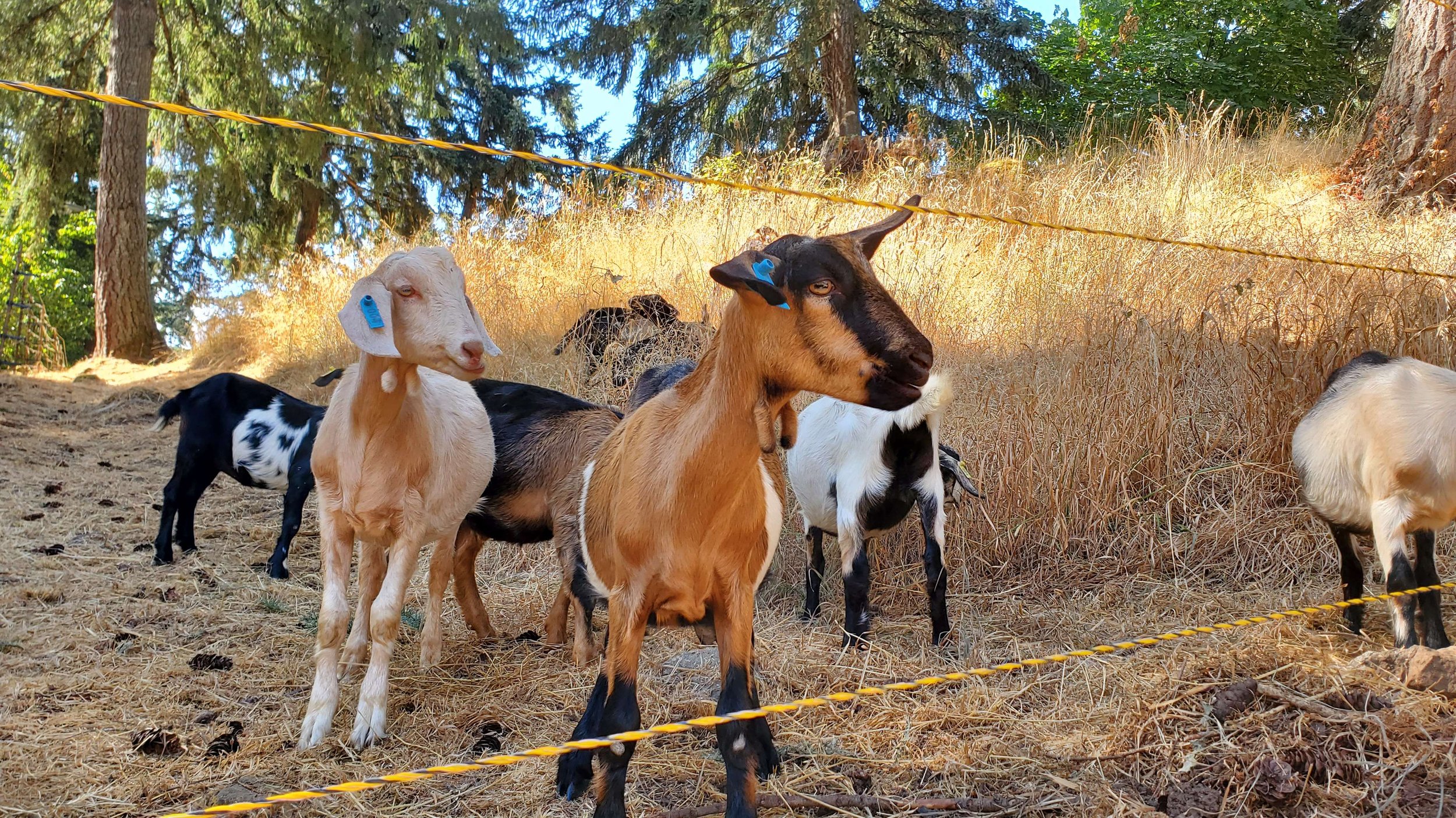 Why Kiko Goats?