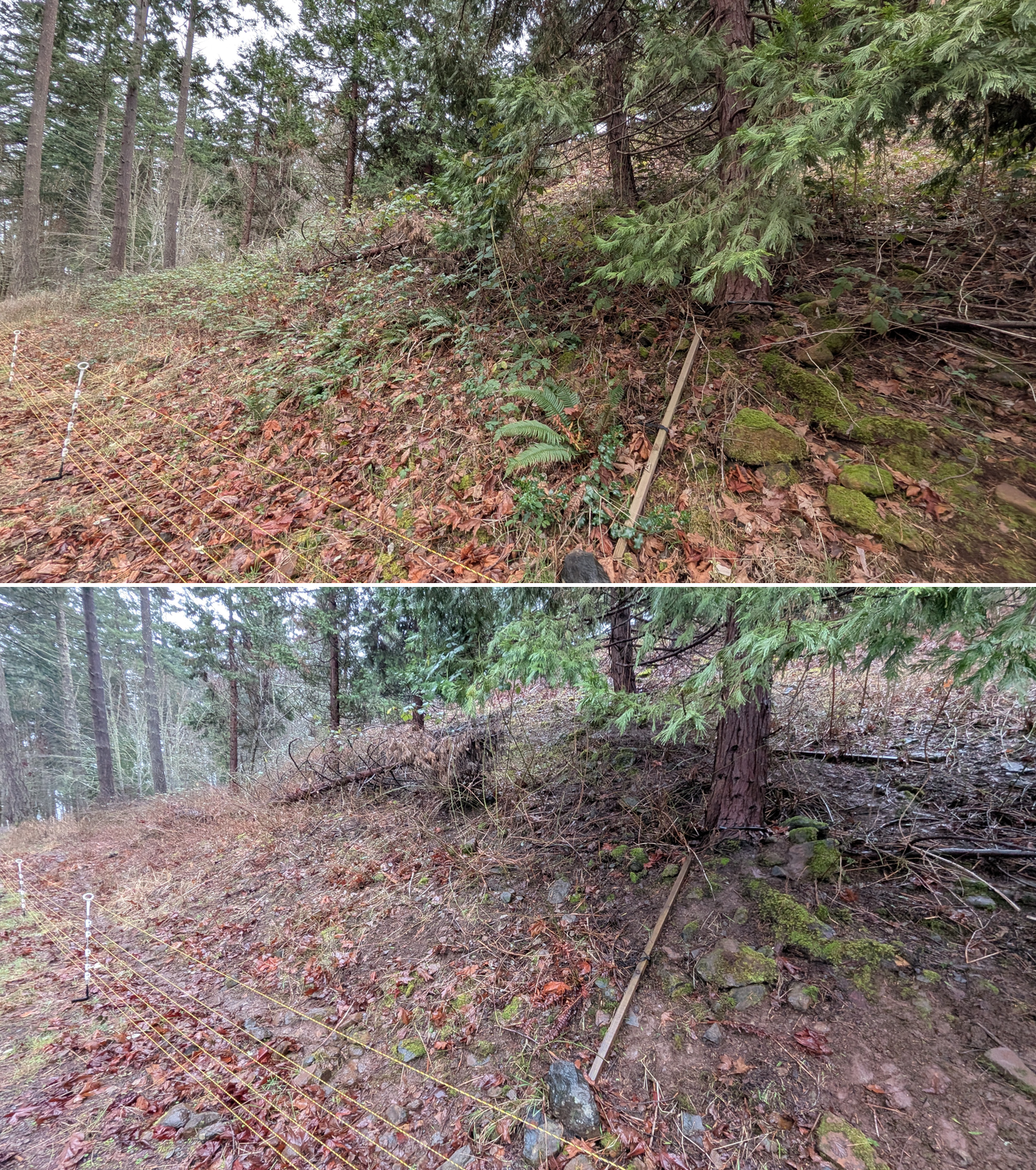 Before and after goat grazing in Lane County, Oregon, 01/29/26, photo 4