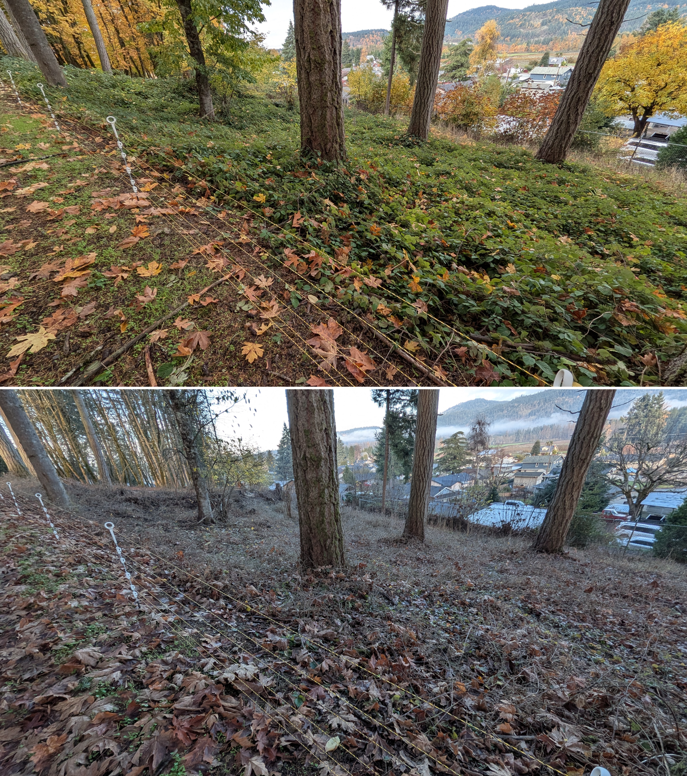 Goat grazing before and after in Springfield, Oregon, 11/01/25, photo 27