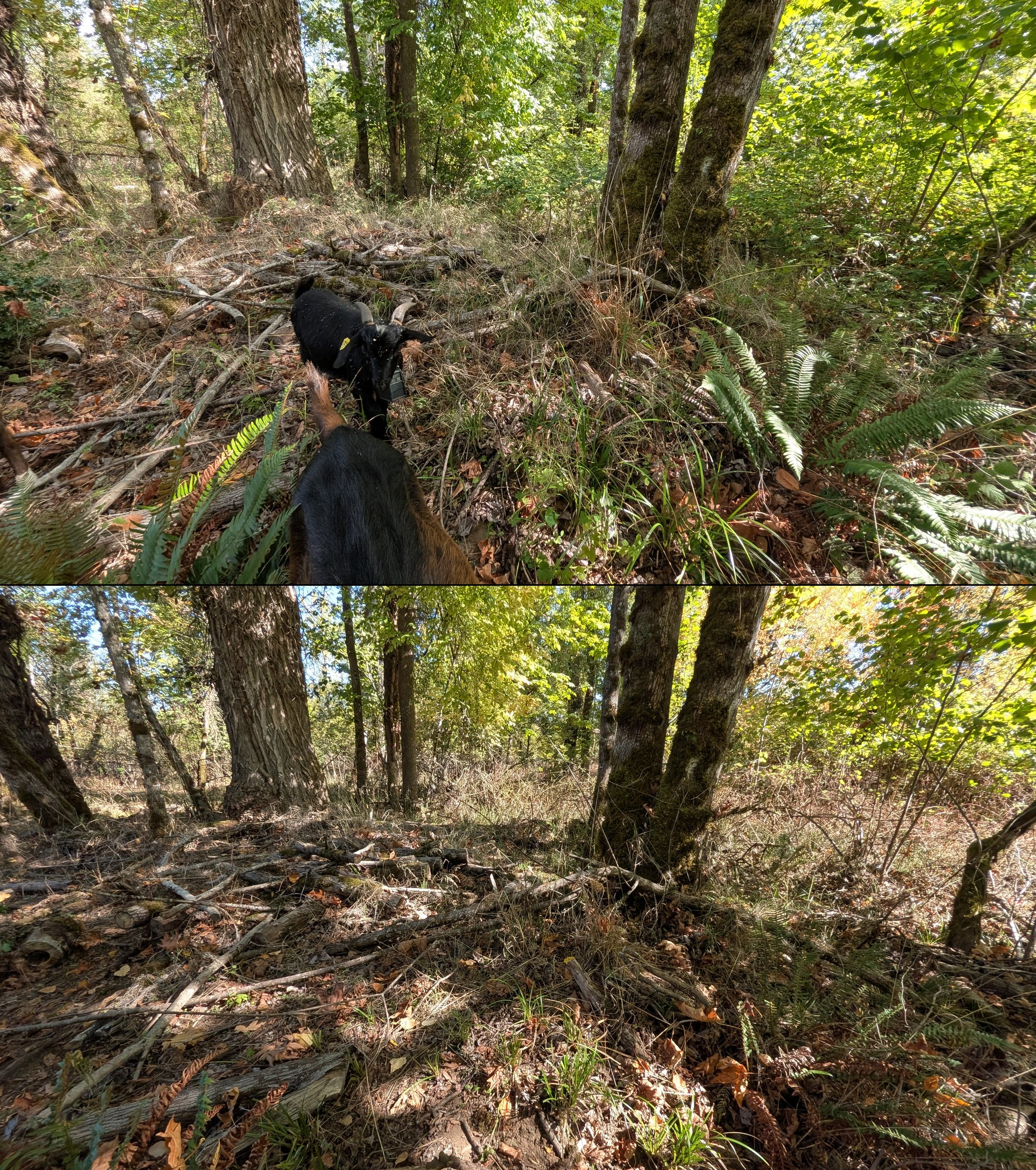 Goat grazing before and after in Springfield, Oregon, 08/27/26, photo 71