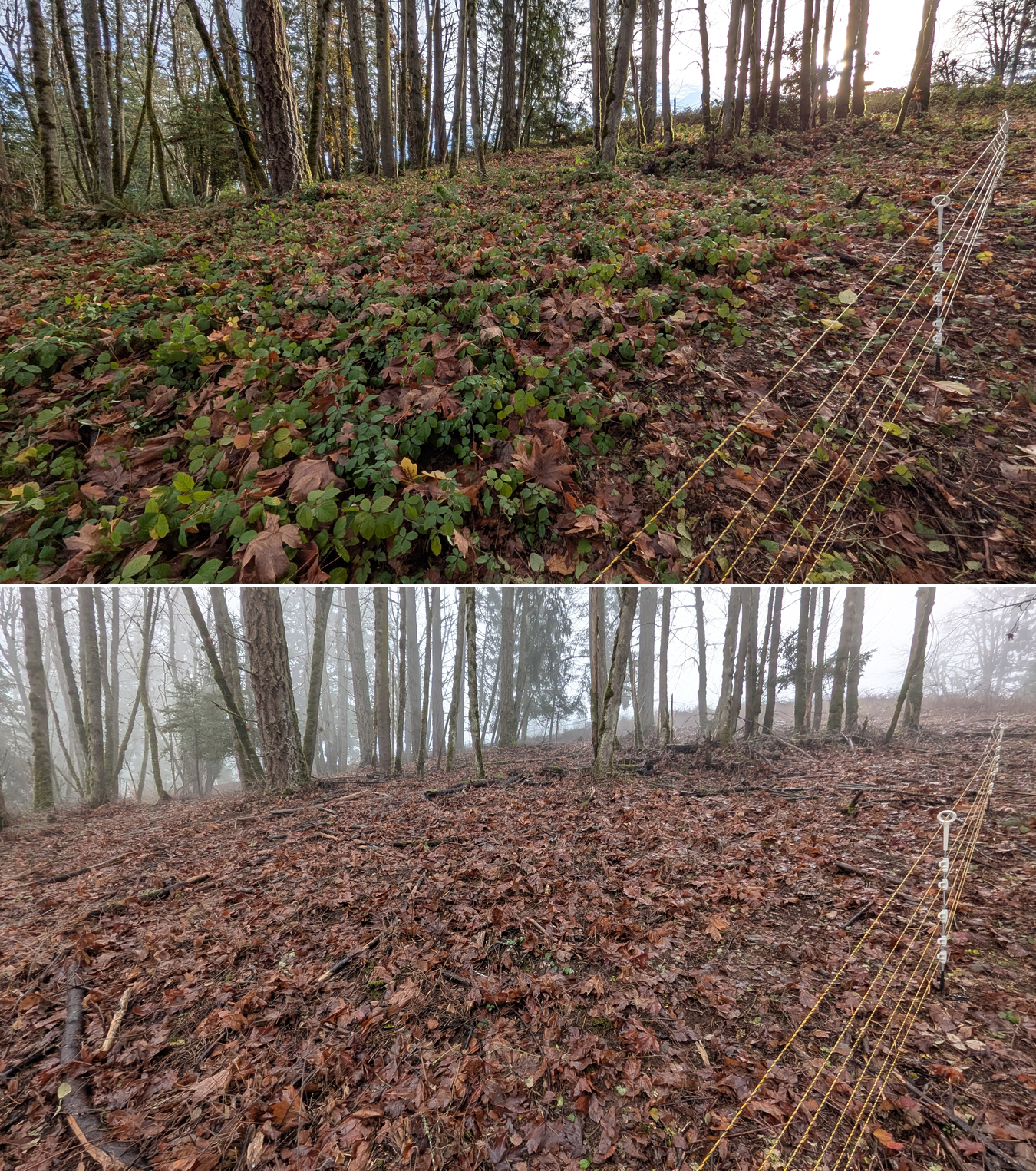 Goat grazing before and after in Springfield, Oregon, 12/01/25, photo 25