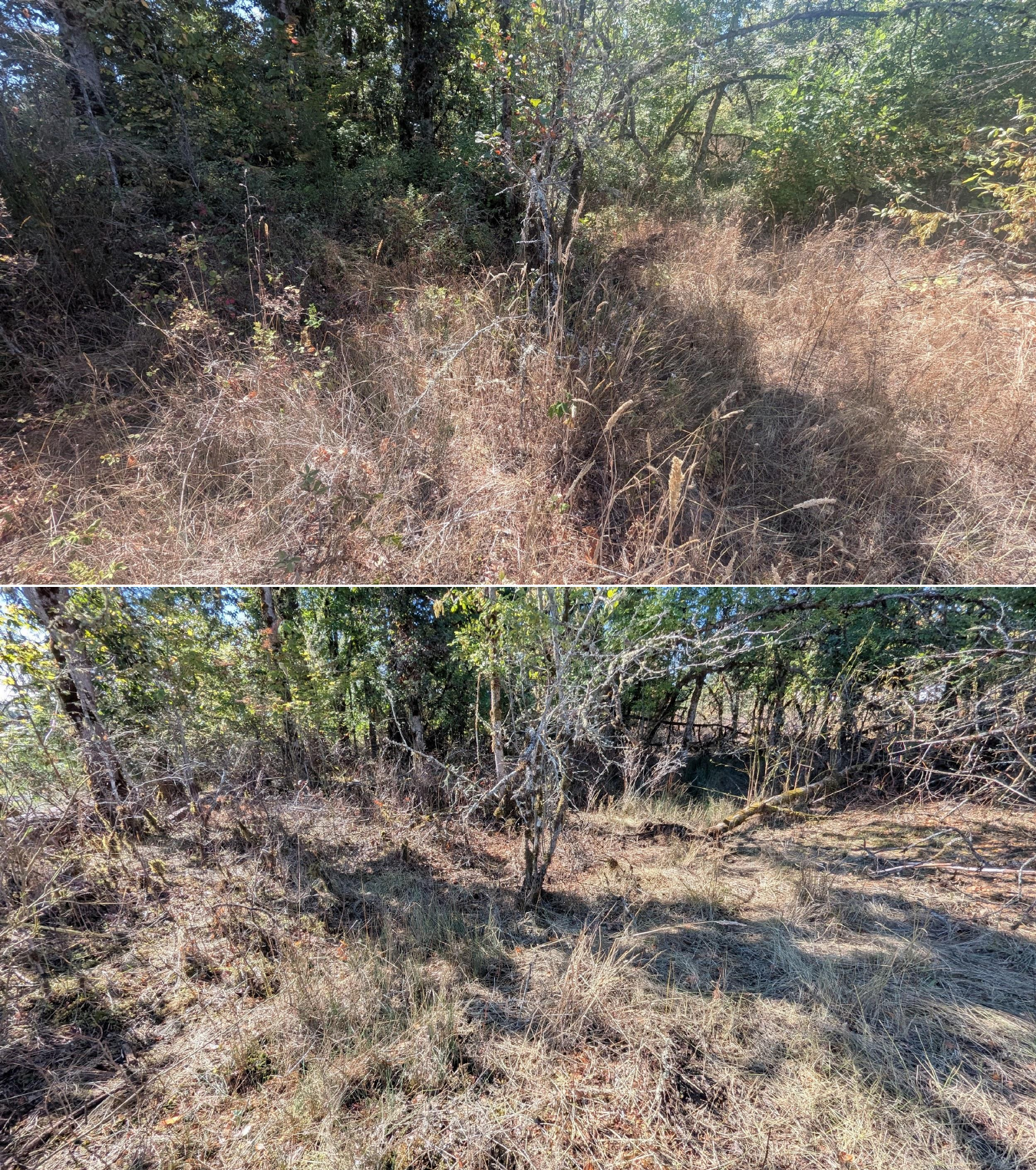 Before and after goat grazing in Lane County, Oregon, 08/27/26, photo 6