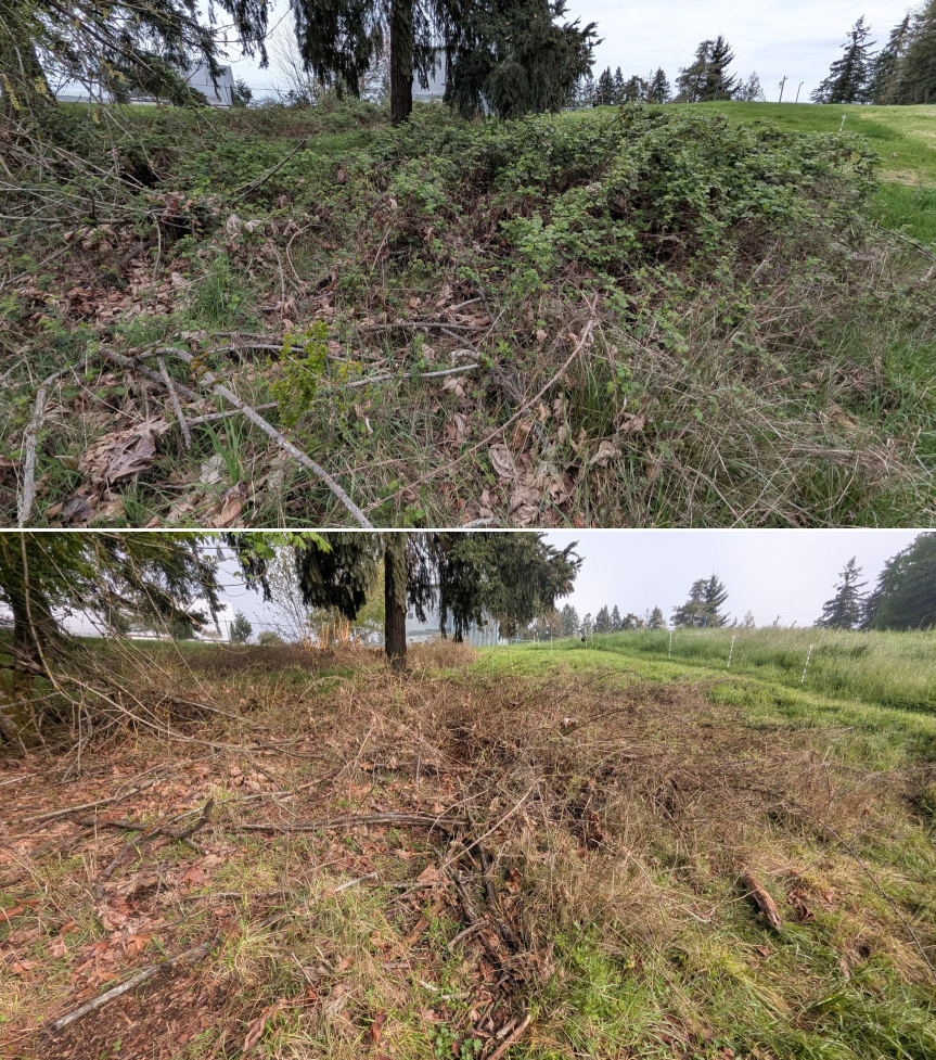 Goat grazing before and after in Springfield, Oregon, 03/30/26, photo 17