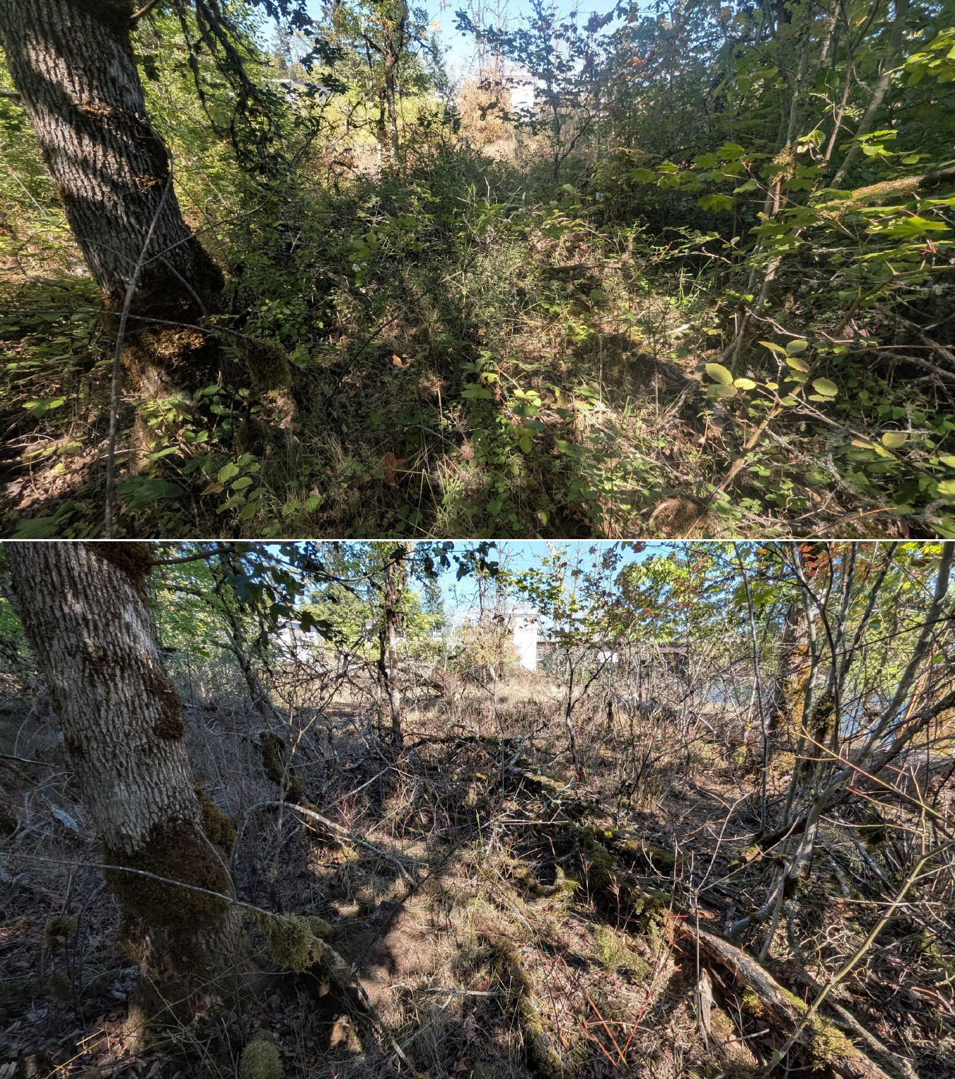 Goat grazing before and after in Springfield, Oregon, 08/27/26, photo 19