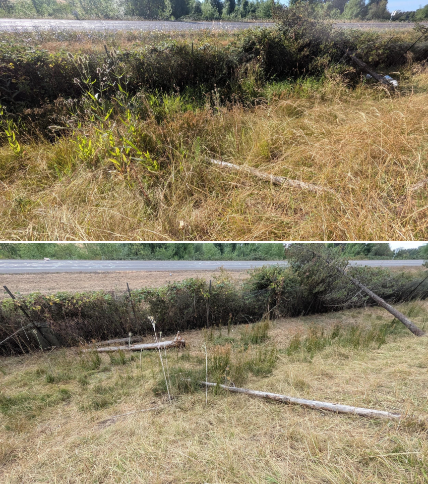 Goat grazing before and after in Springfield, Oregon, 07/21/26, photo 9