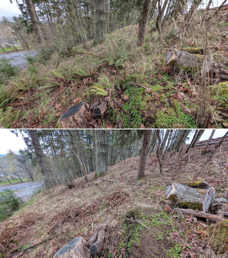 Before and after goat grazing in Lane County, Oregon, 03/10/26, photo 10
