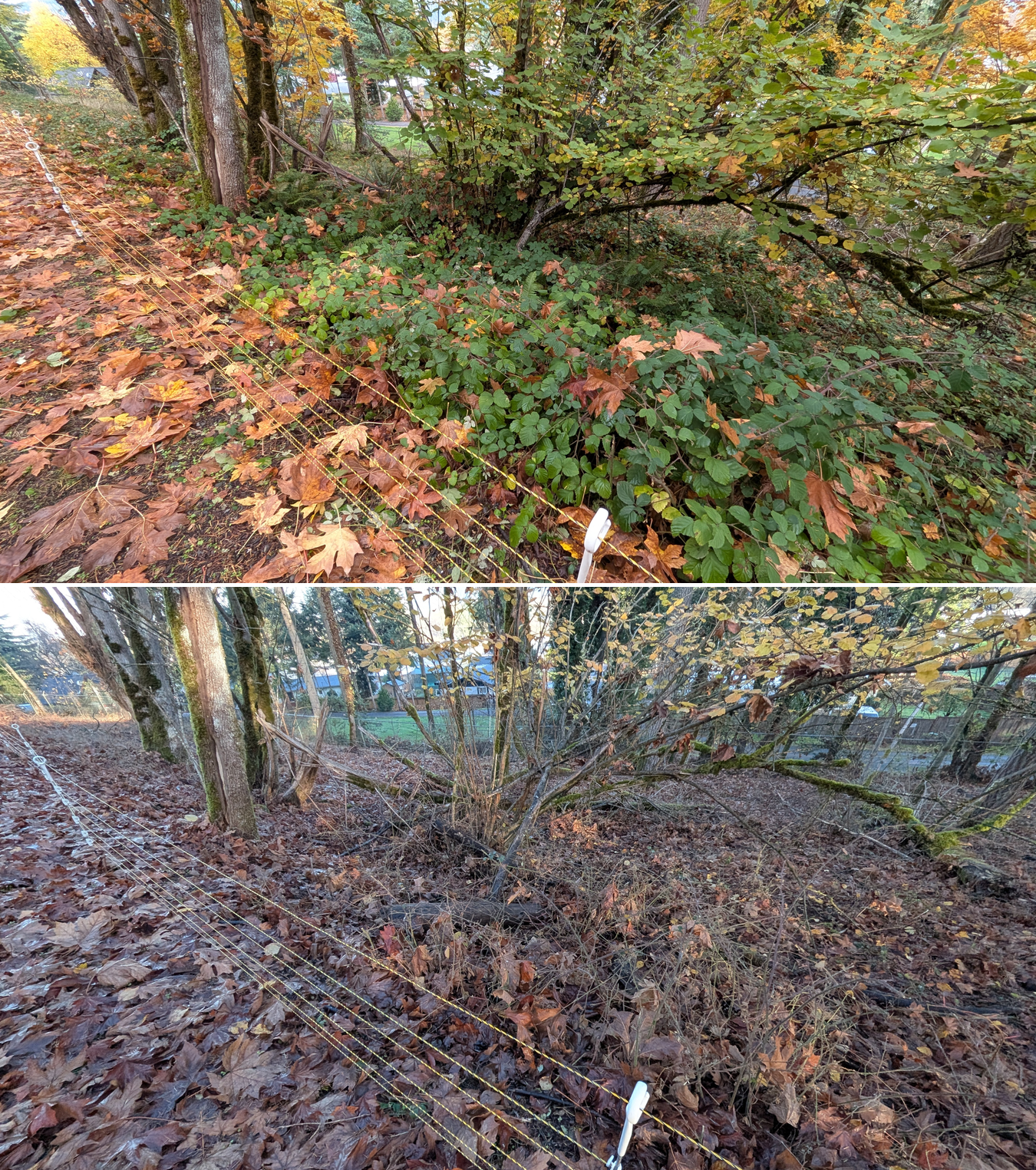 Goat grazing before and after in Springfield, Oregon, 11/01/25, photo 33