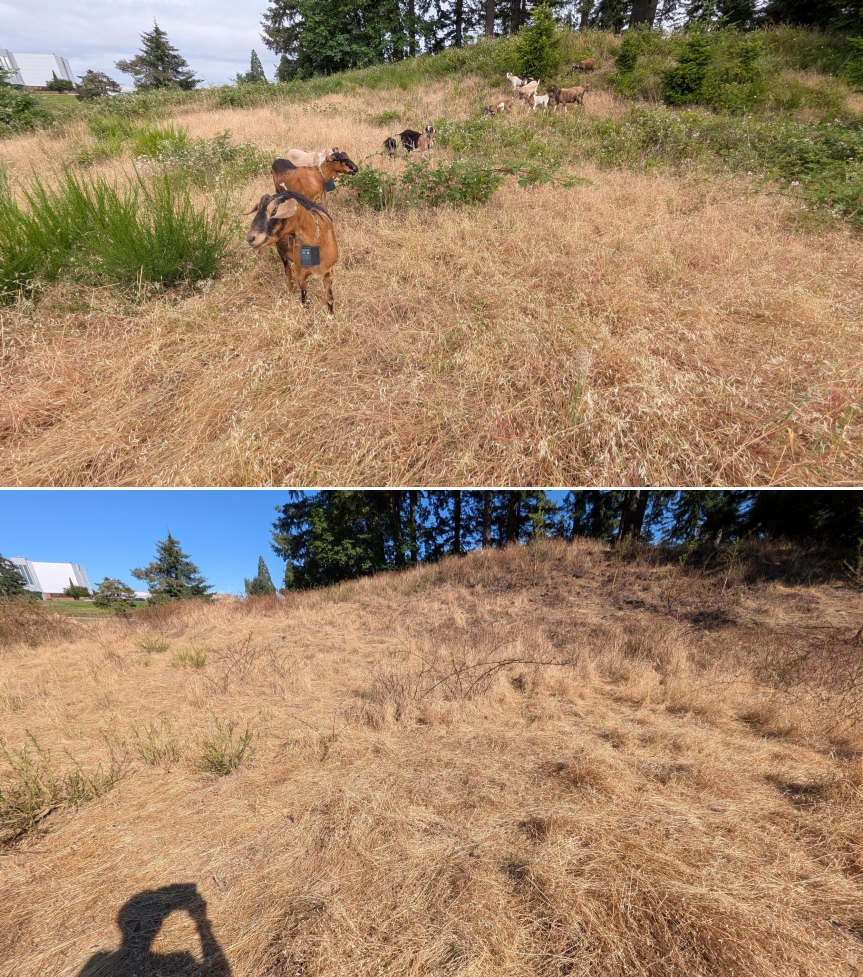 Before and after goat grazing in Lane County, Oregon, 06/05/26, photo 22