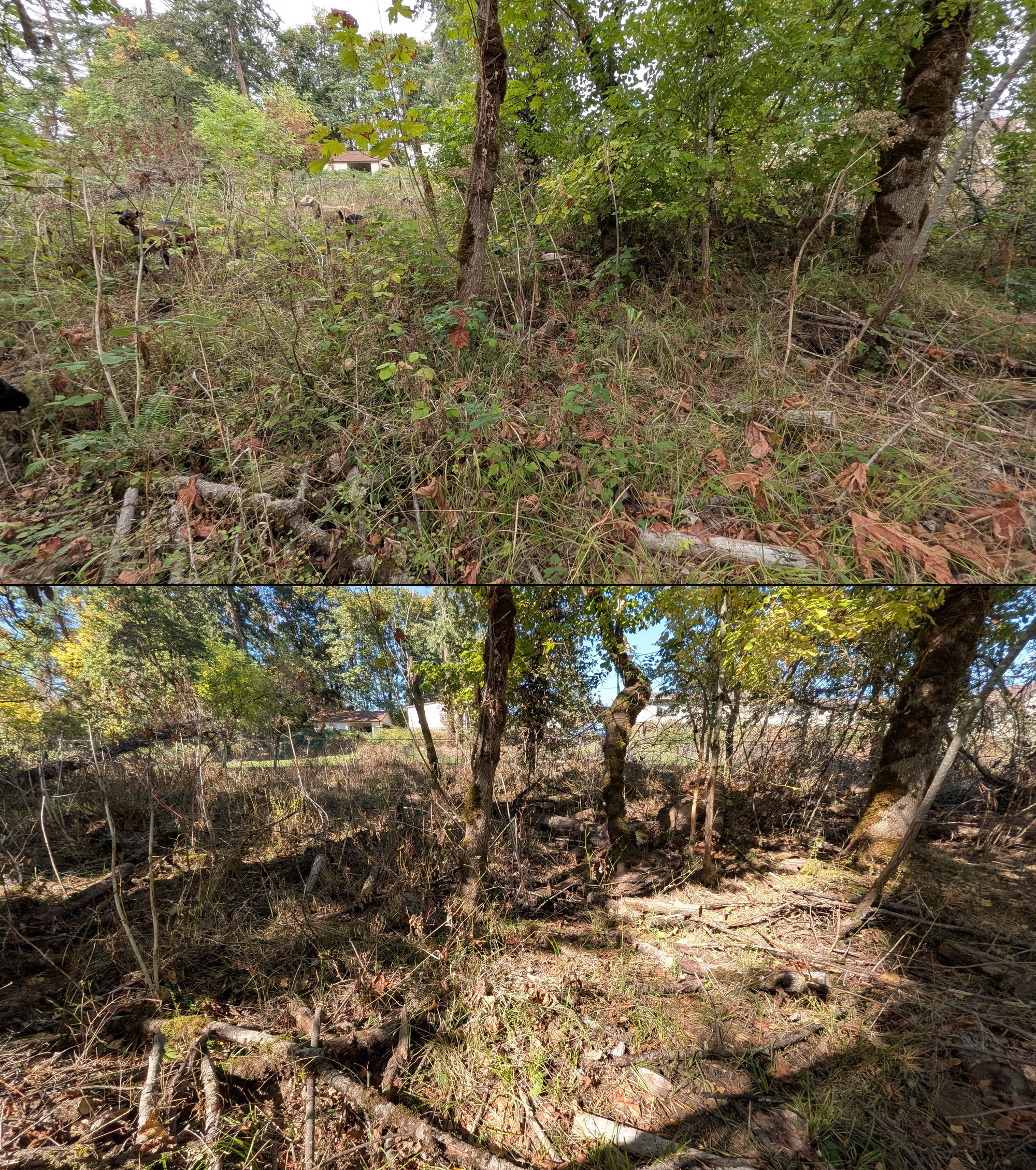 Before and after goat grazing in Lane County, Oregon, 08/27/26, photo 52