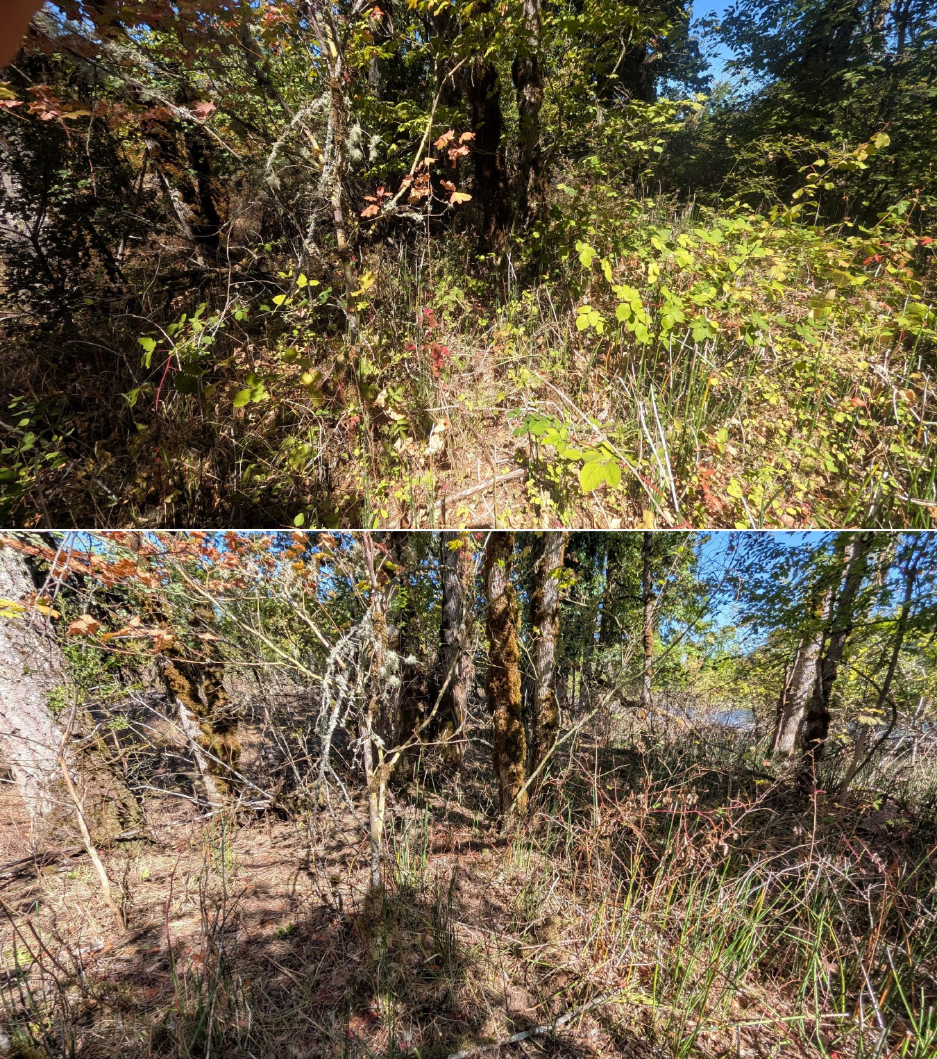 Goat grazing before and after in Springfield, Oregon, 08/27/26, photo 31