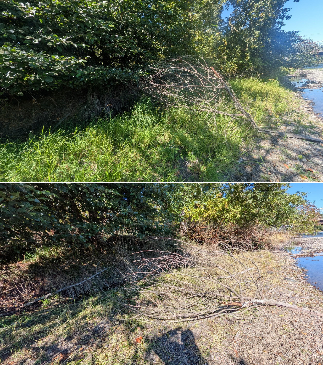 Before and after goat grazing in Lane County, Oregon, 08/27/26, photo 10
