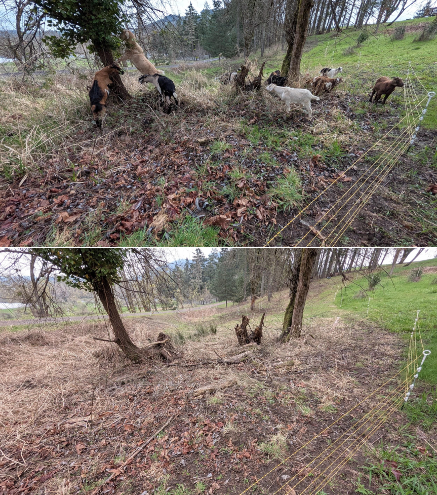 Goat grazing before and after in Springfield, Oregon, 03/10/26, photo 1