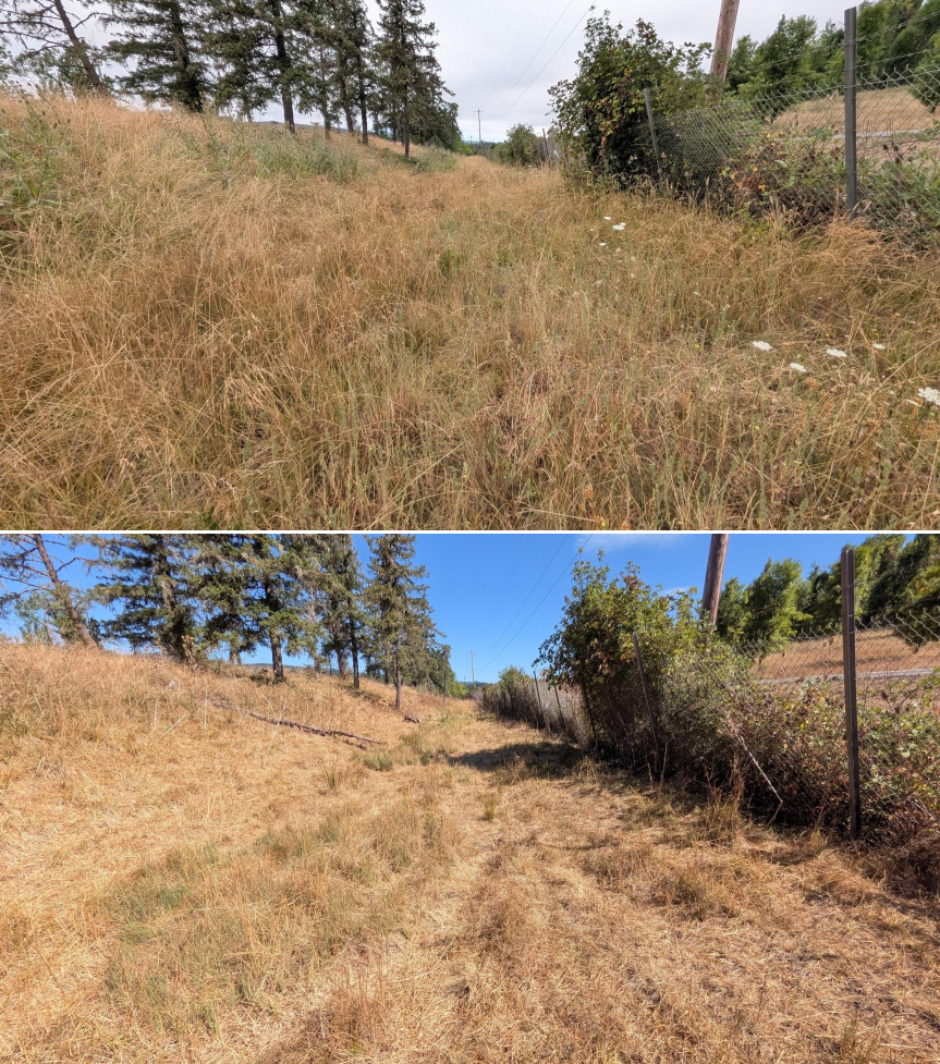 Goat grazing before and after in Springfield, Oregon, 07/21/26, photo 19