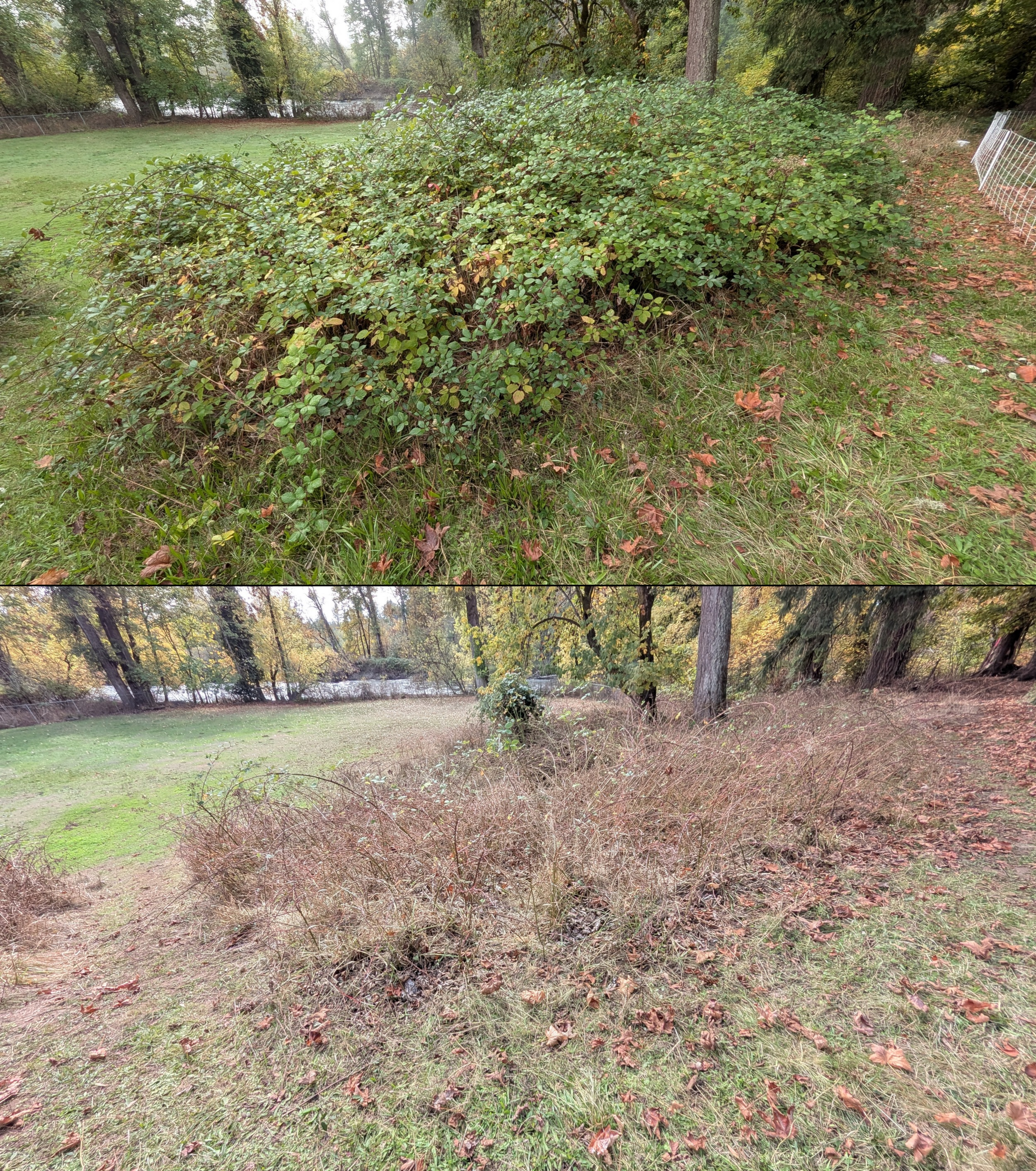 Before and after goat grazing in Lane County, Oregon, 08/27/26, photo 80