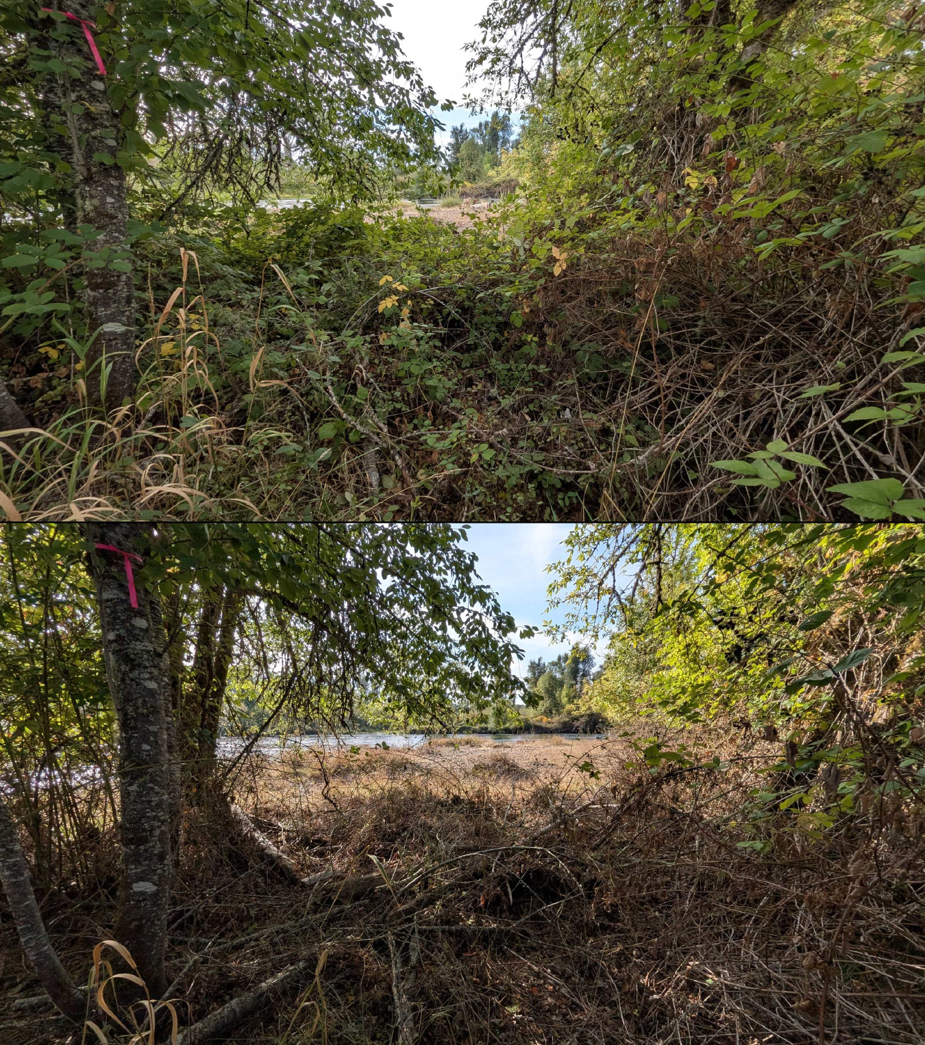 Before and after goat grazing in Lane County, Oregon, 08/27/26, photo 46