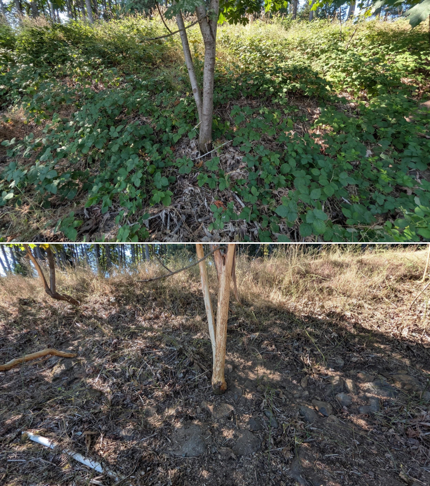 Goat grazing before and after in Springfield, Oregon, 07/14/26, photo 11