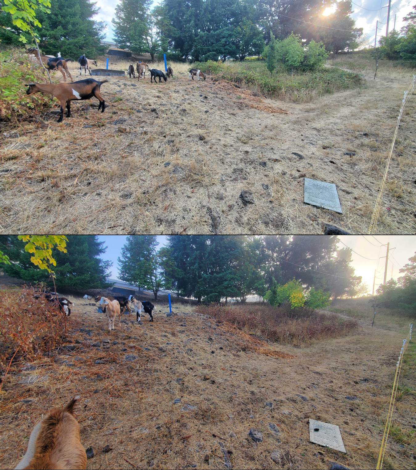 Before and after goat grazing in Lane County, Oregon, 09/08/25, photo 4