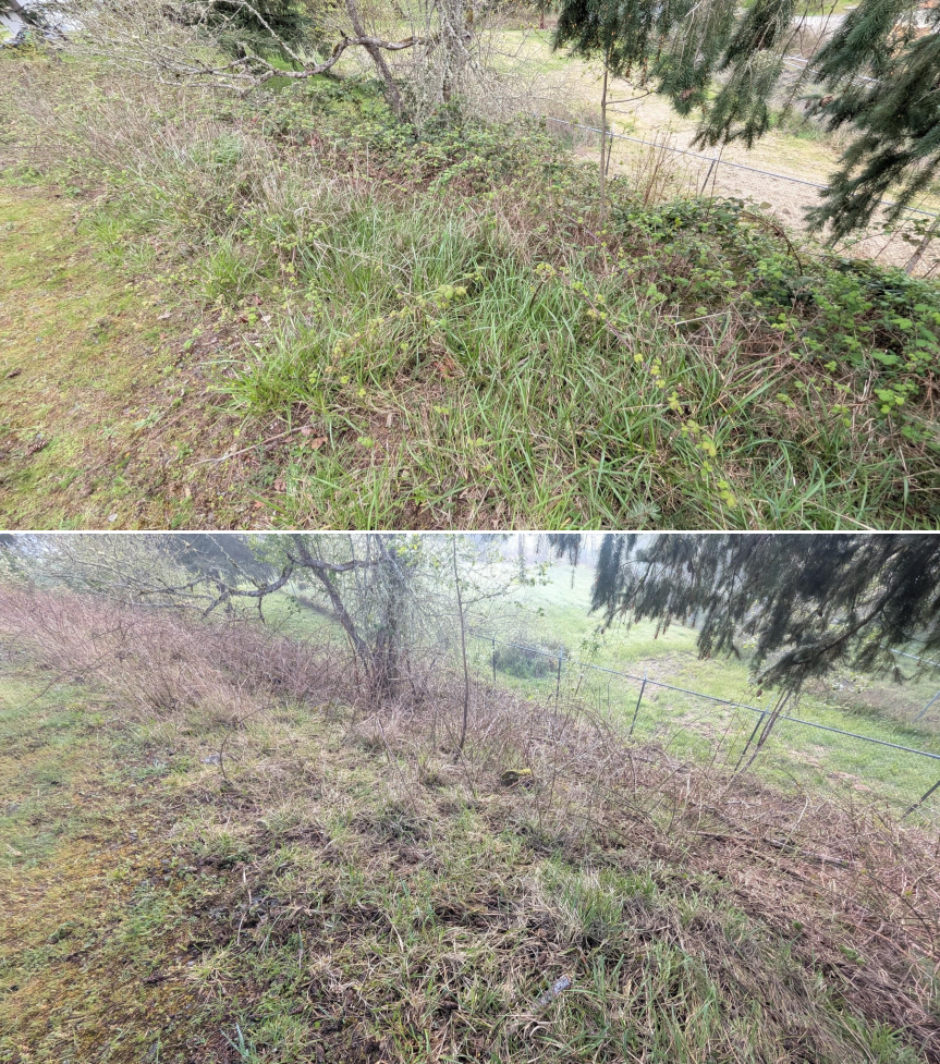 Before and after goat grazing in Lane County, Oregon, 03/30/26, photo 2