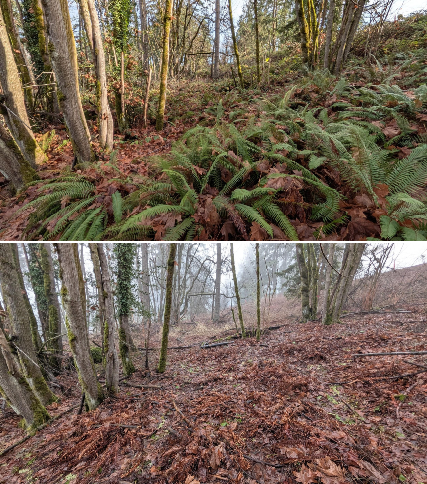 EWEB Paddock #5 Before_After 12_xx_25 (2).png