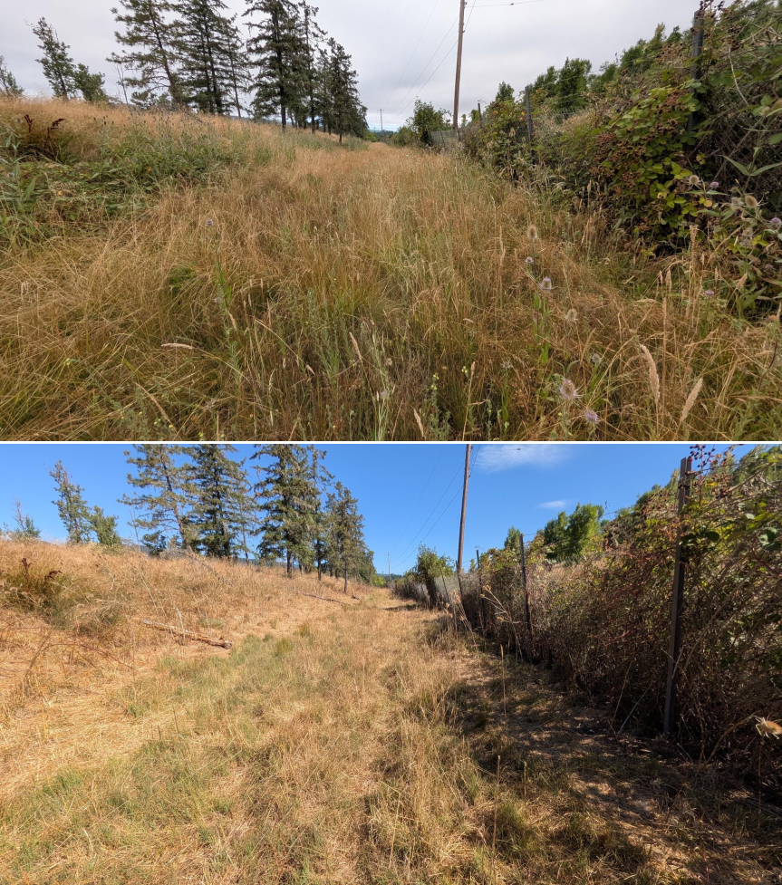 Before and after goat grazing in Lane County, Oregon, 07/21/26, photo 18