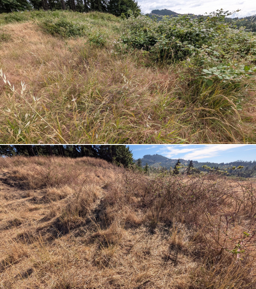 Goat grazing before and after in Springfield, Oregon, 06/05/26, photo 13