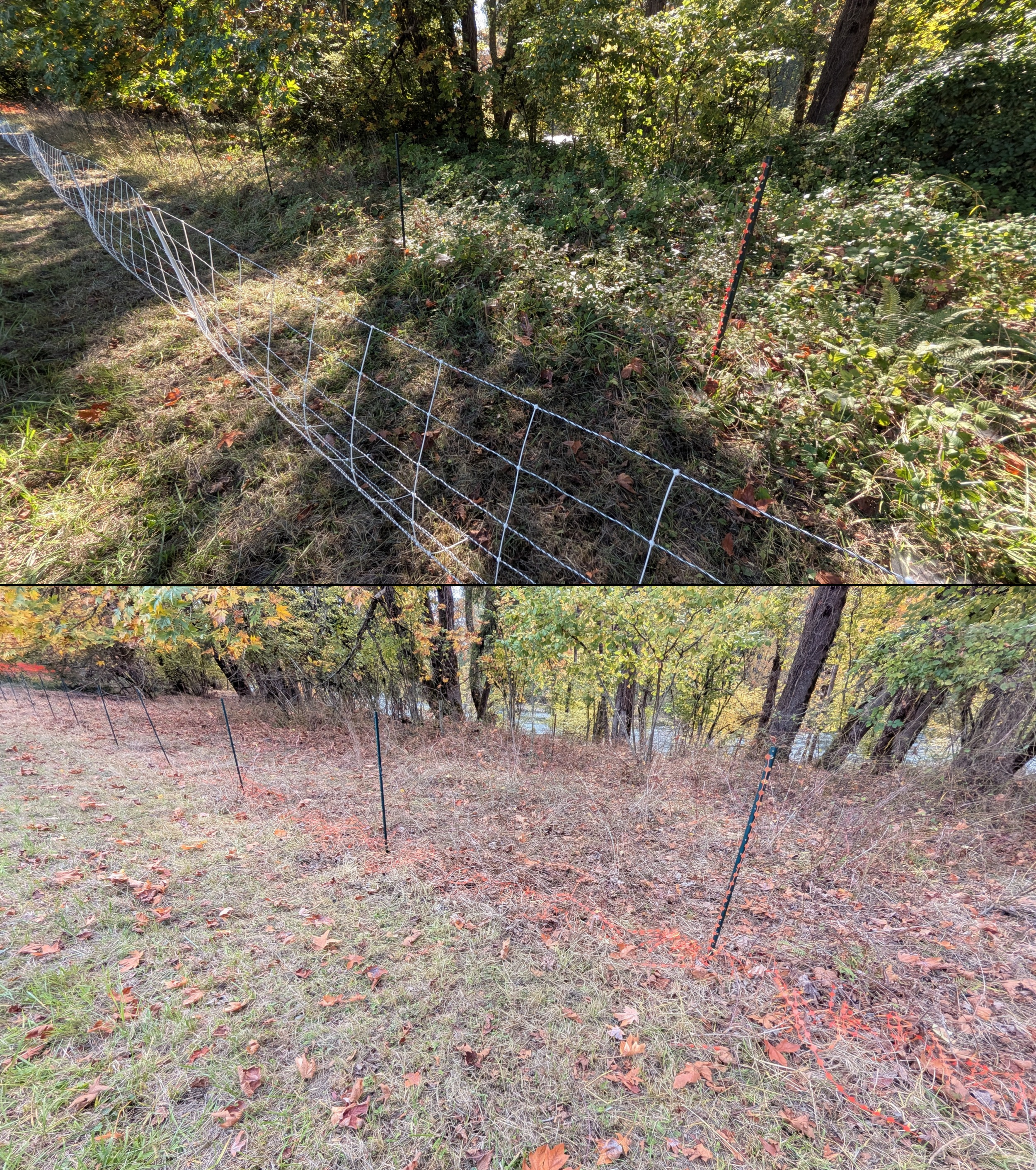 Before and after goat grazing in Lane County, Oregon, 08/27/26, photo 112