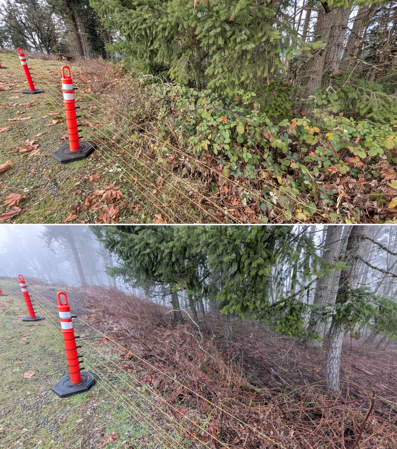 Goat grazing before and after in Springfield, Oregon, 12/01/25, photo 1