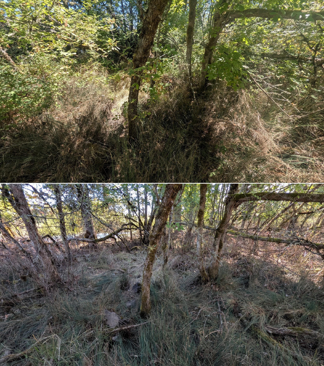Before and after goat grazing in Lane County, Oregon, 08/27/26, photo 16