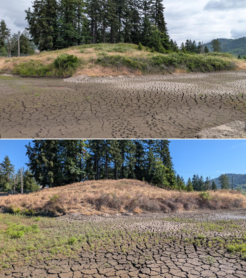 Goat grazing before and after in Springfield, Oregon, 06/05/26, photo 1