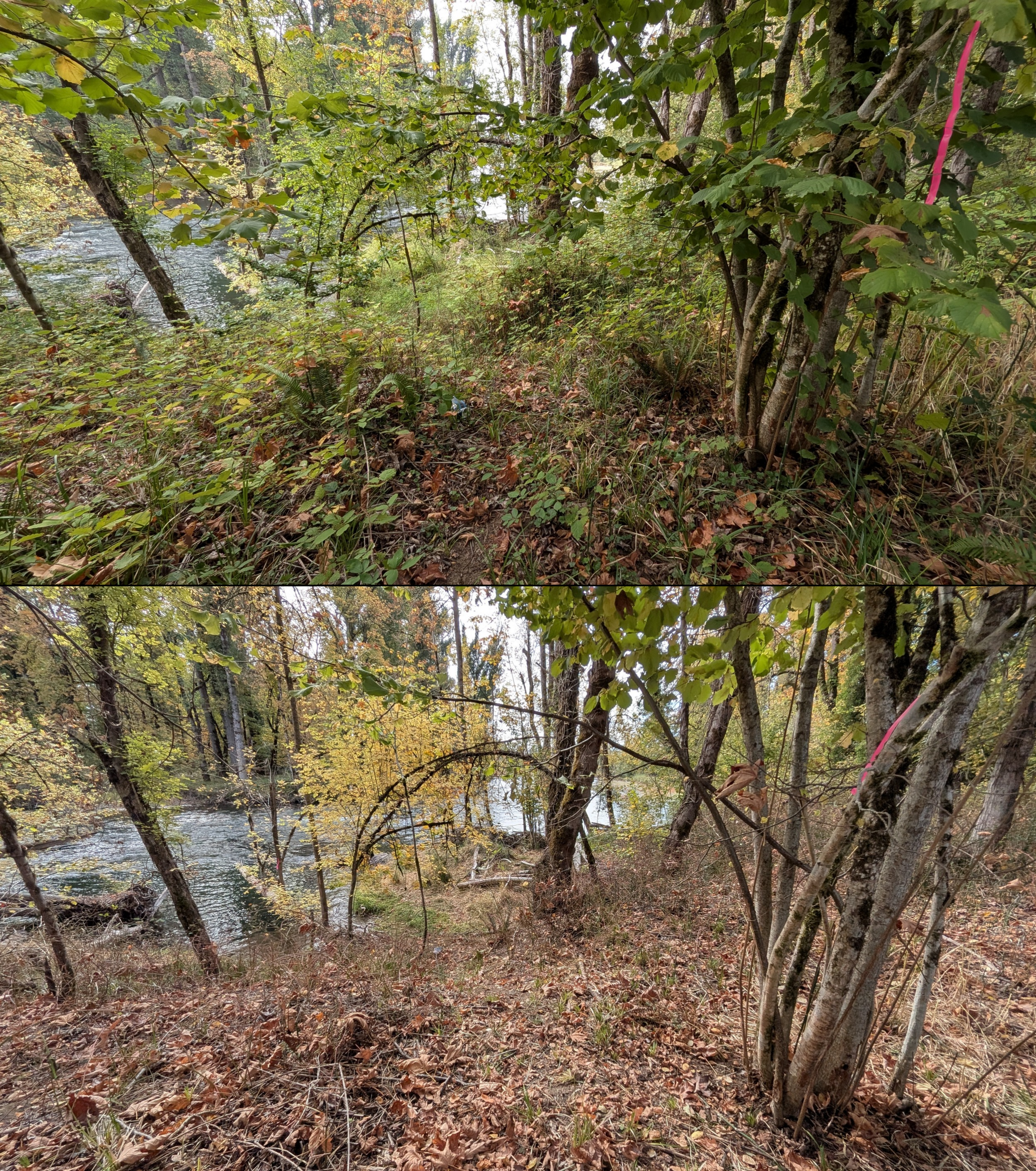 Goat grazing before and after in Springfield, Oregon, 08/27/26, photo 103