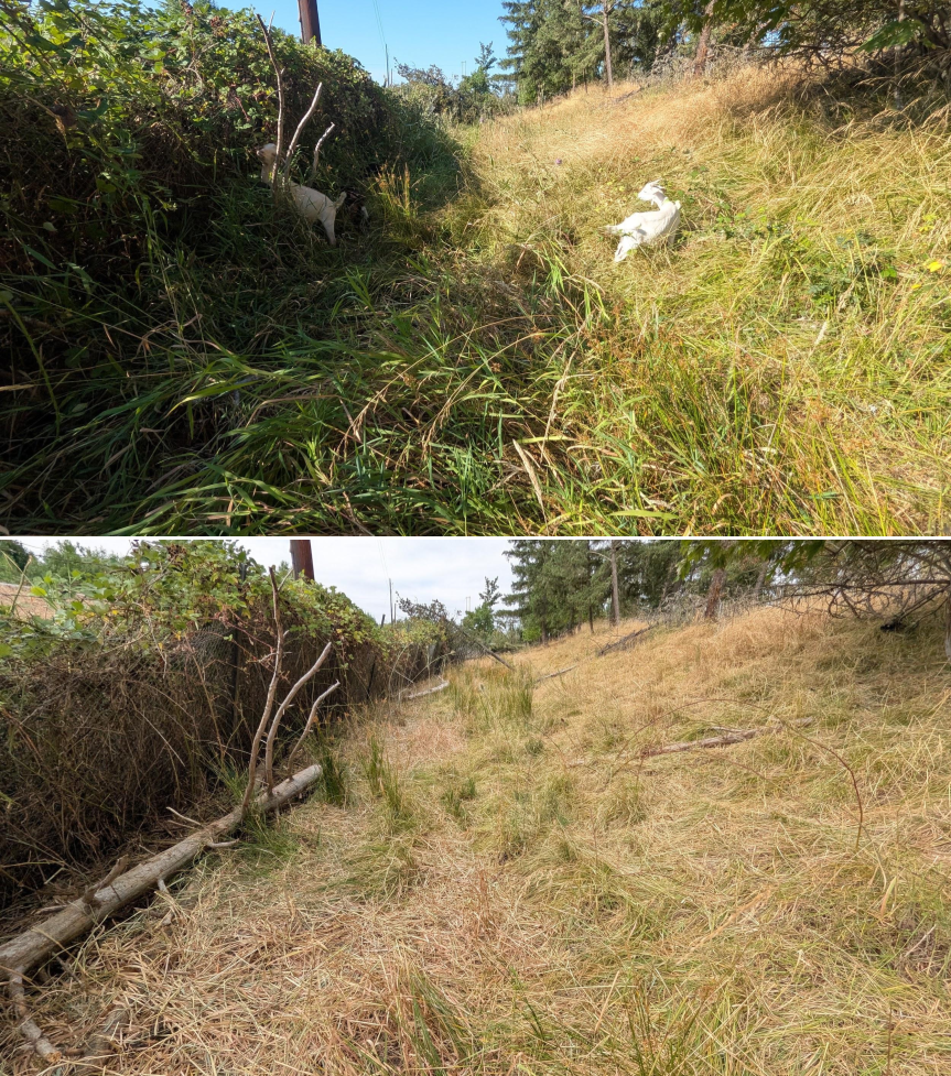 Goat grazing before and after in Springfield, Oregon, 07/21/26, photo 13