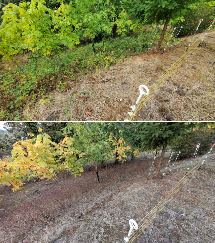 Comparison of a yard with healthy green trees and a yard with dry, brown grass and some trees with changing leaves.