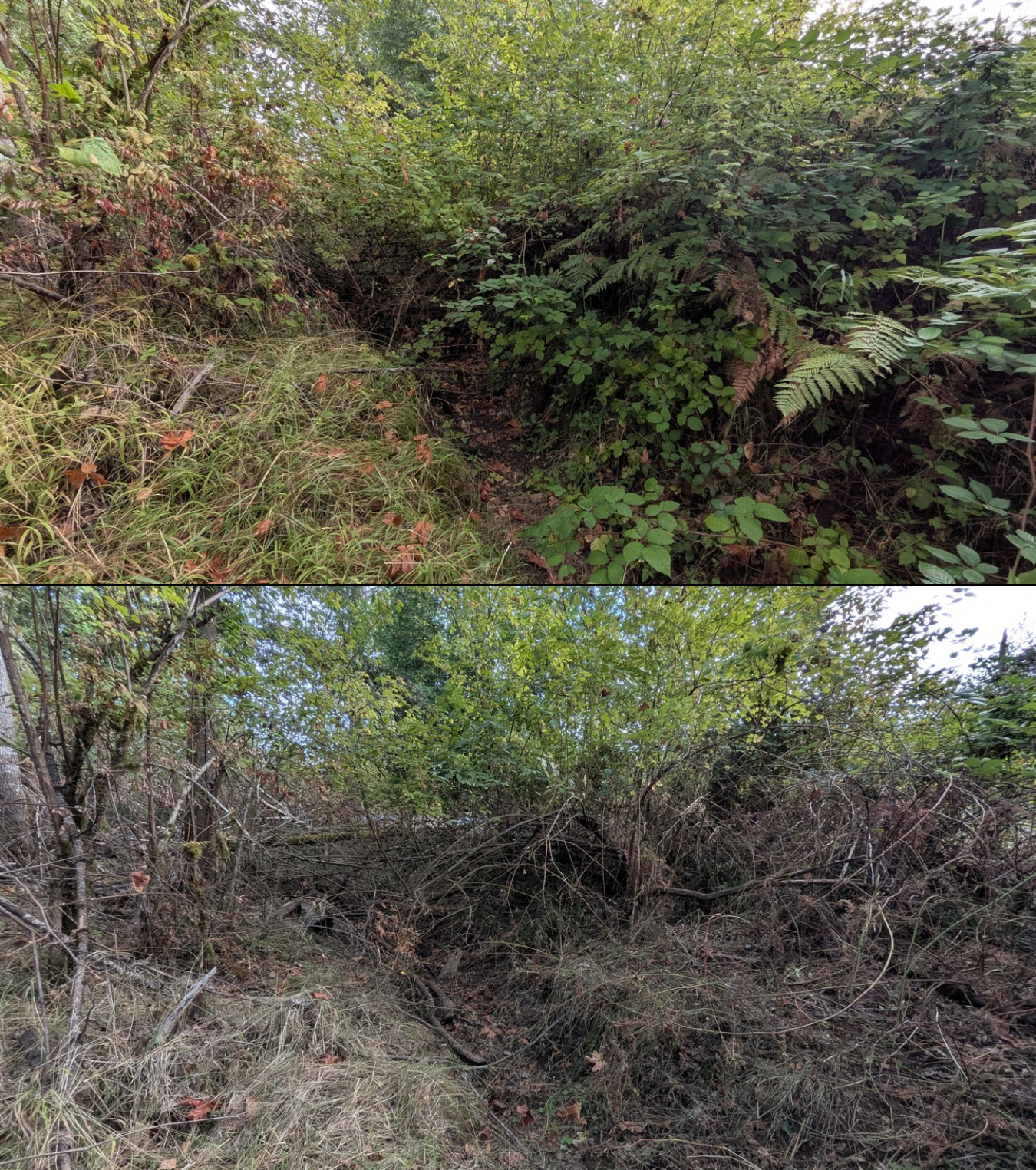 Before and after goat grazing in Lane County, Oregon, 08/27/26, photo 38