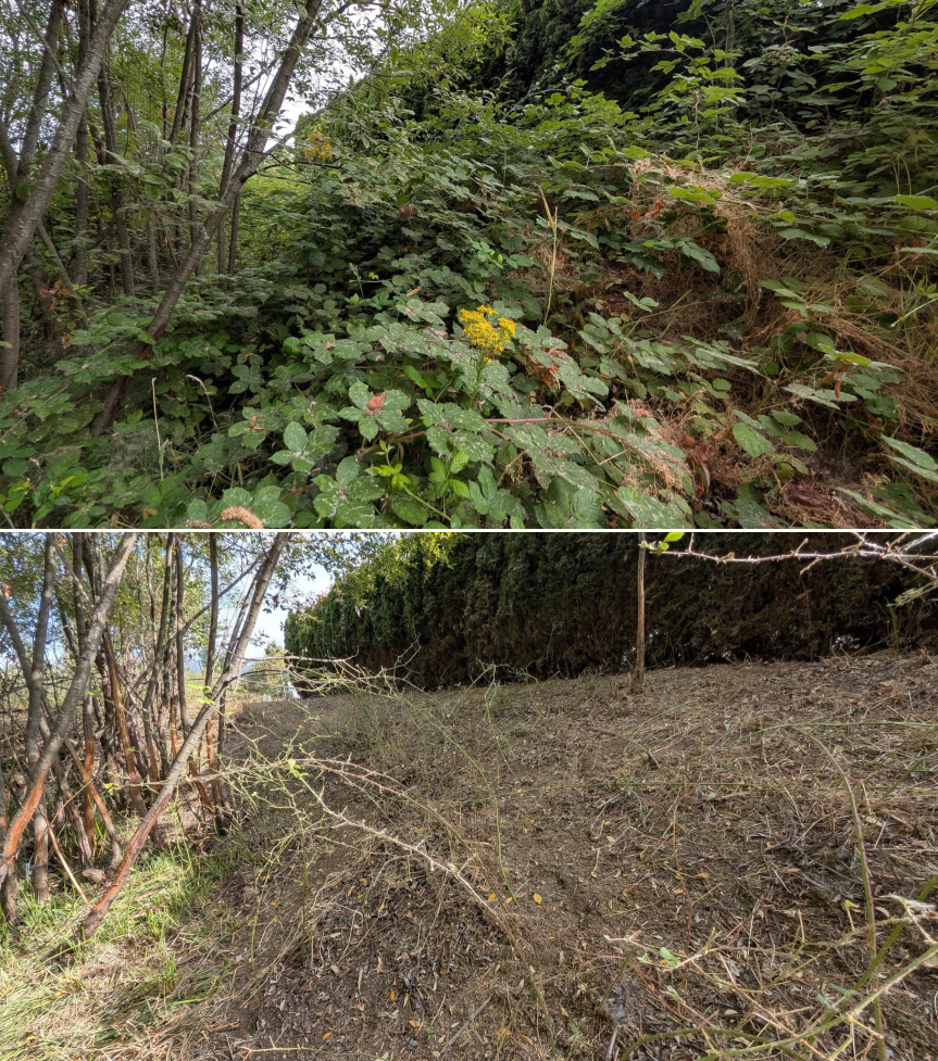Before and after goat grazing in Lane County, Oregon, 07/25/26, photo 12