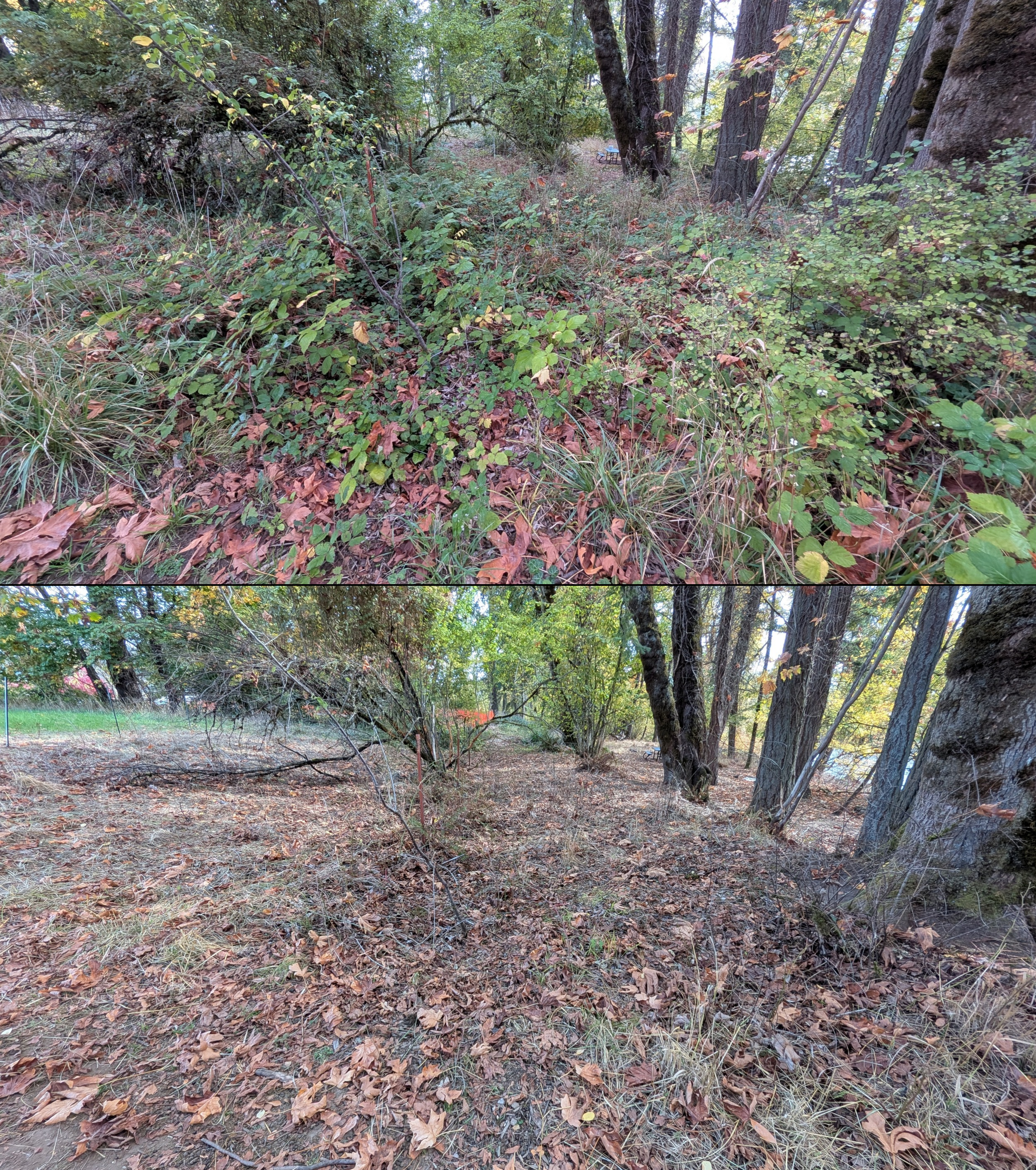 Goat grazing before and after in Springfield, Oregon, 08/27/26, photo 101