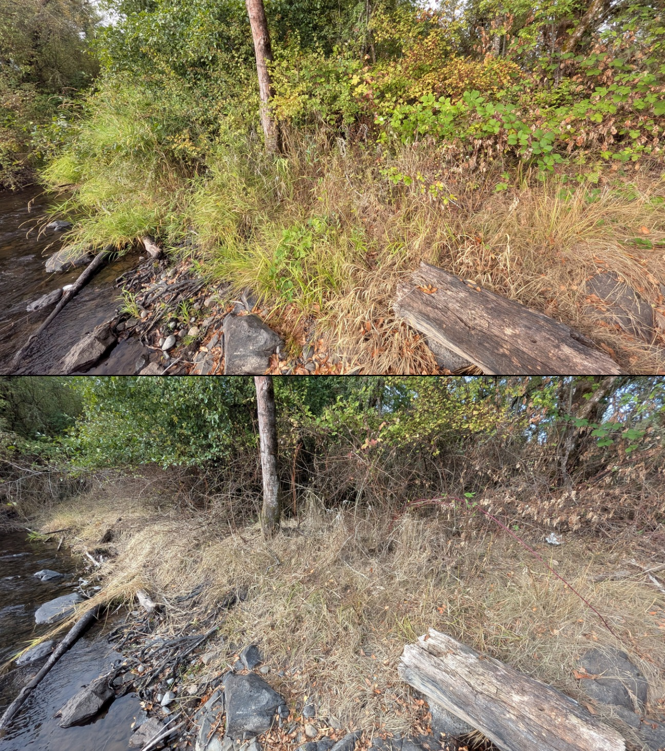 Goat grazing before and after in Springfield, Oregon, 08/27/26, photo 41