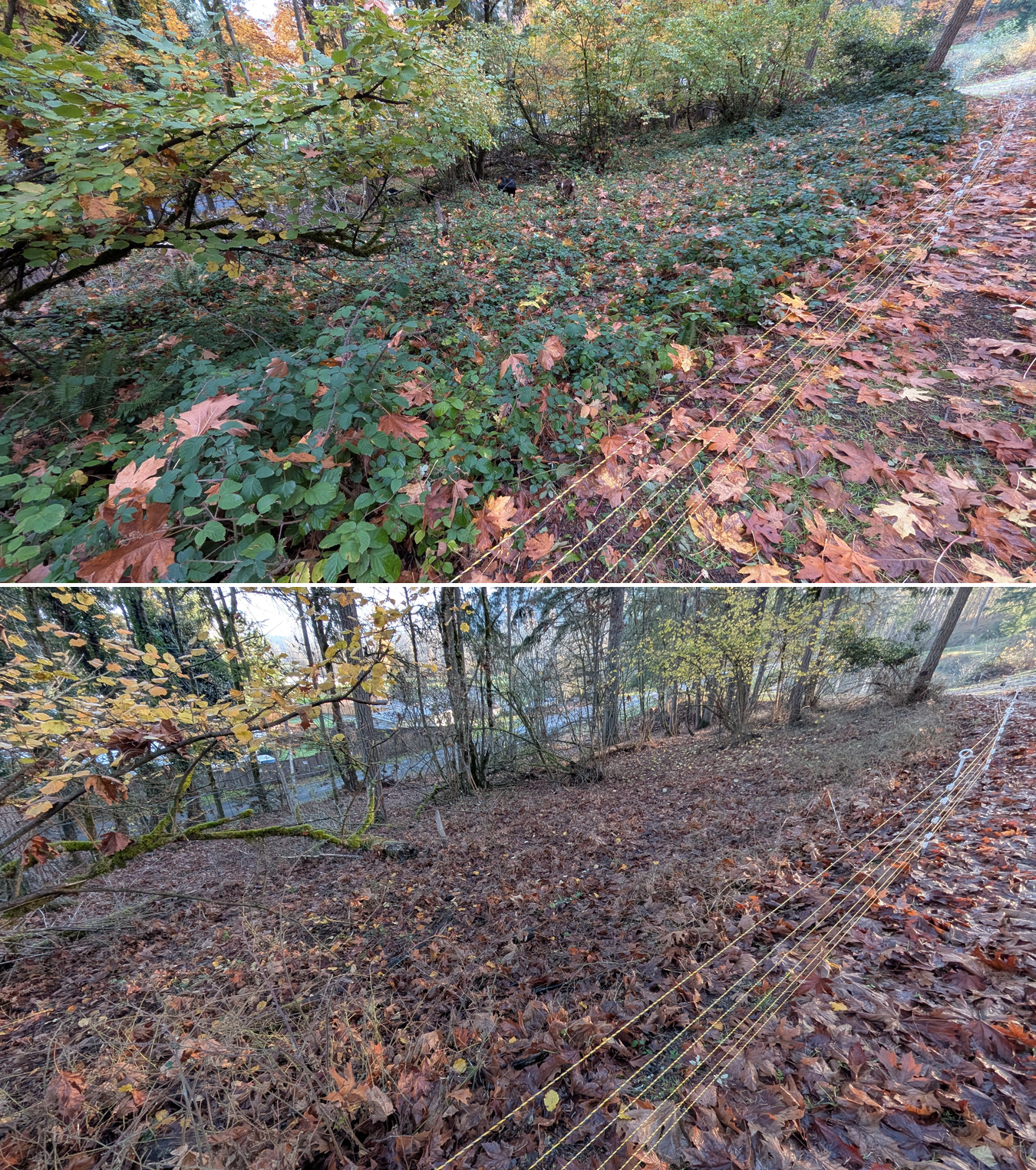 Before and after goat grazing in Lane County, Oregon, 11/01/25, photo 34