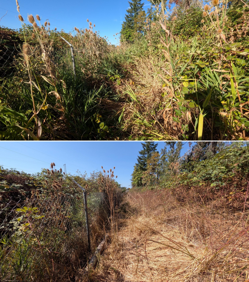 Goat grazing before and after in Springfield, Oregon, 08/11/26, photo 3