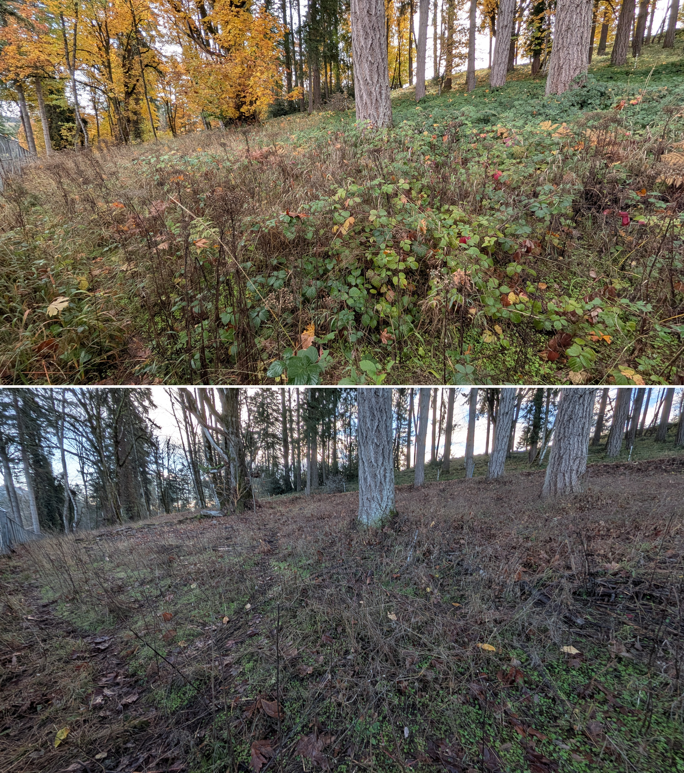 Before and after goat grazing in Lane County, Oregon, 11/01/25, photo 8