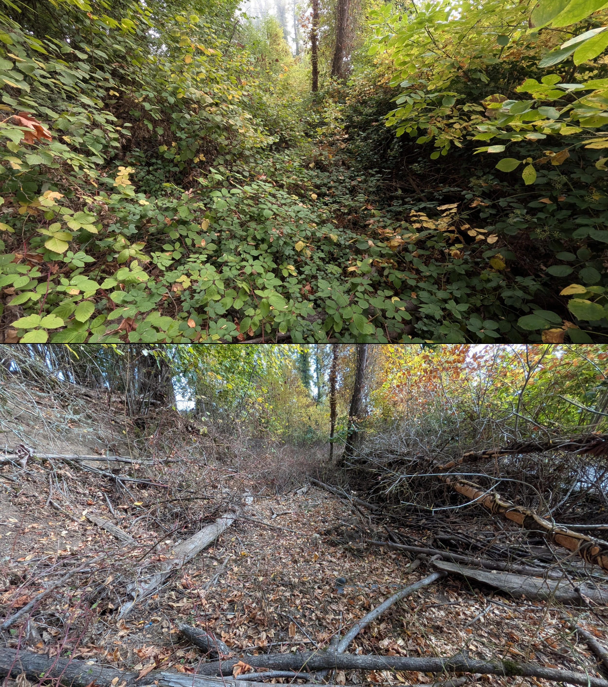 Goat grazing before and after in Springfield, Oregon, 08/27/26, photo 87