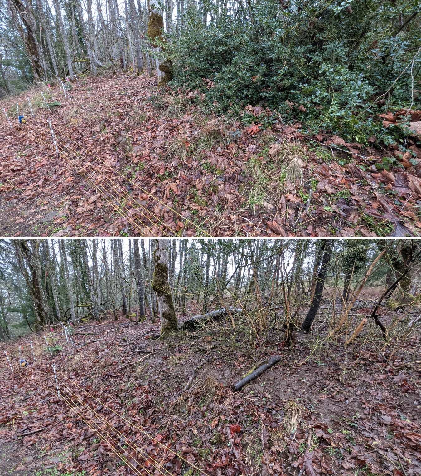 Before and after goat grazing in Lane County, Oregon, 01/29/26, photo 2