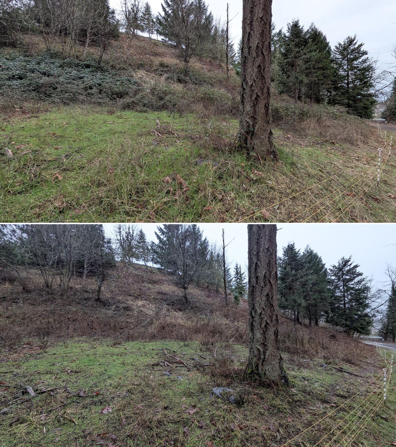 Goat grazing before and after in Springfield, Oregon, 01/29/26, photo 7