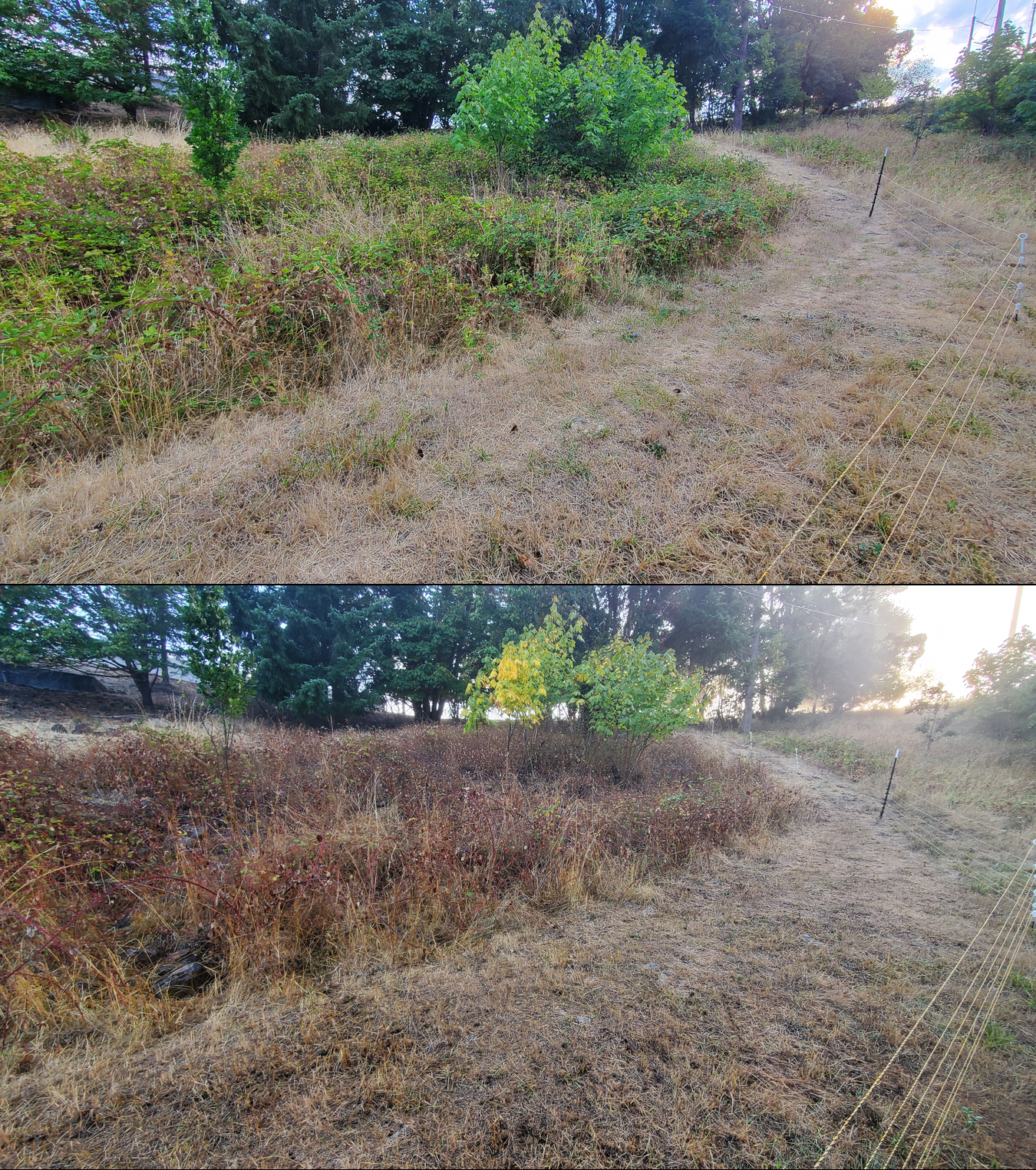Before and after goat grazing in Lane County, Oregon, 09/08/25, photo 6
