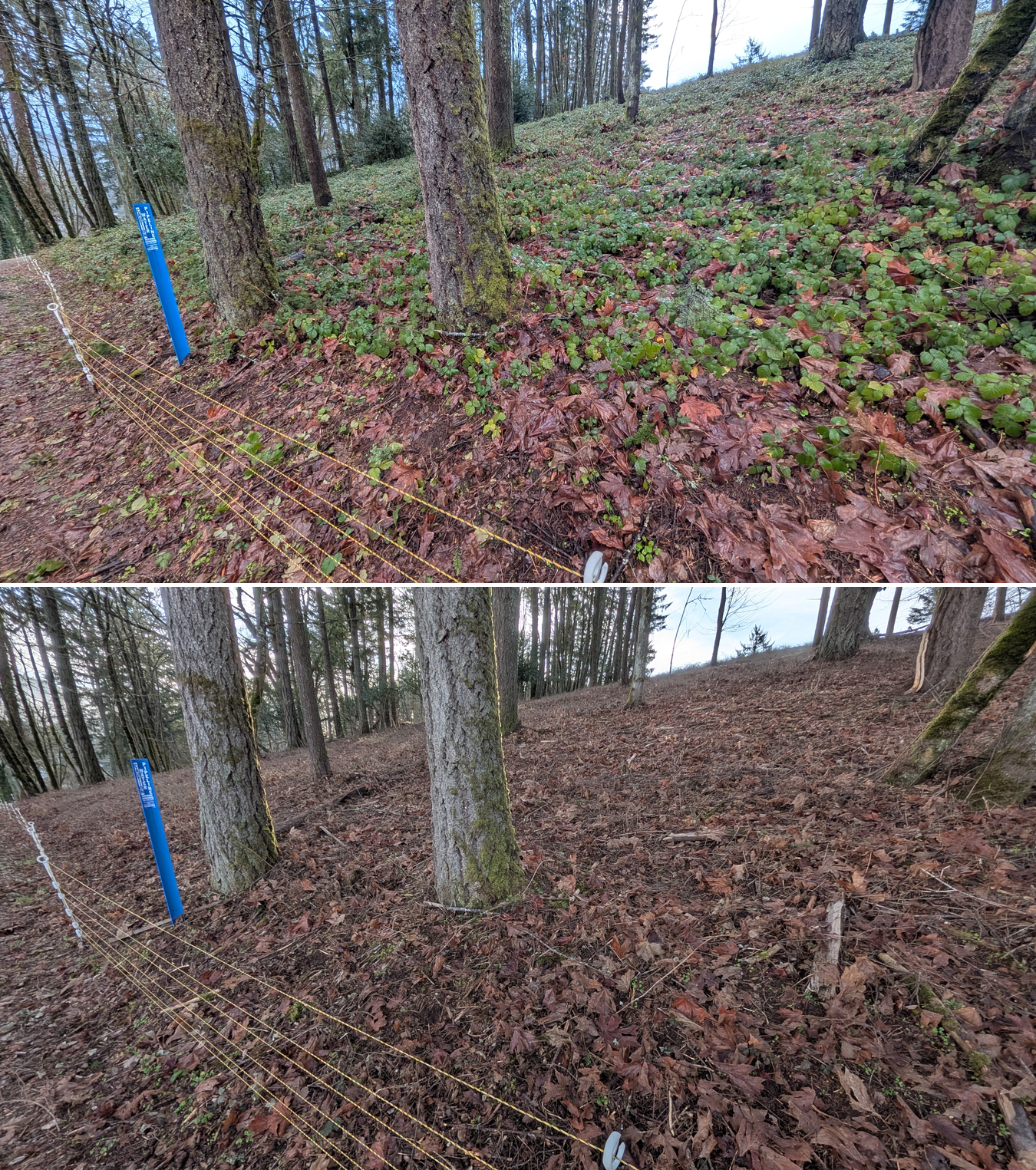 Goat grazing before and after in Springfield, Oregon, 12/23/25, photo 13