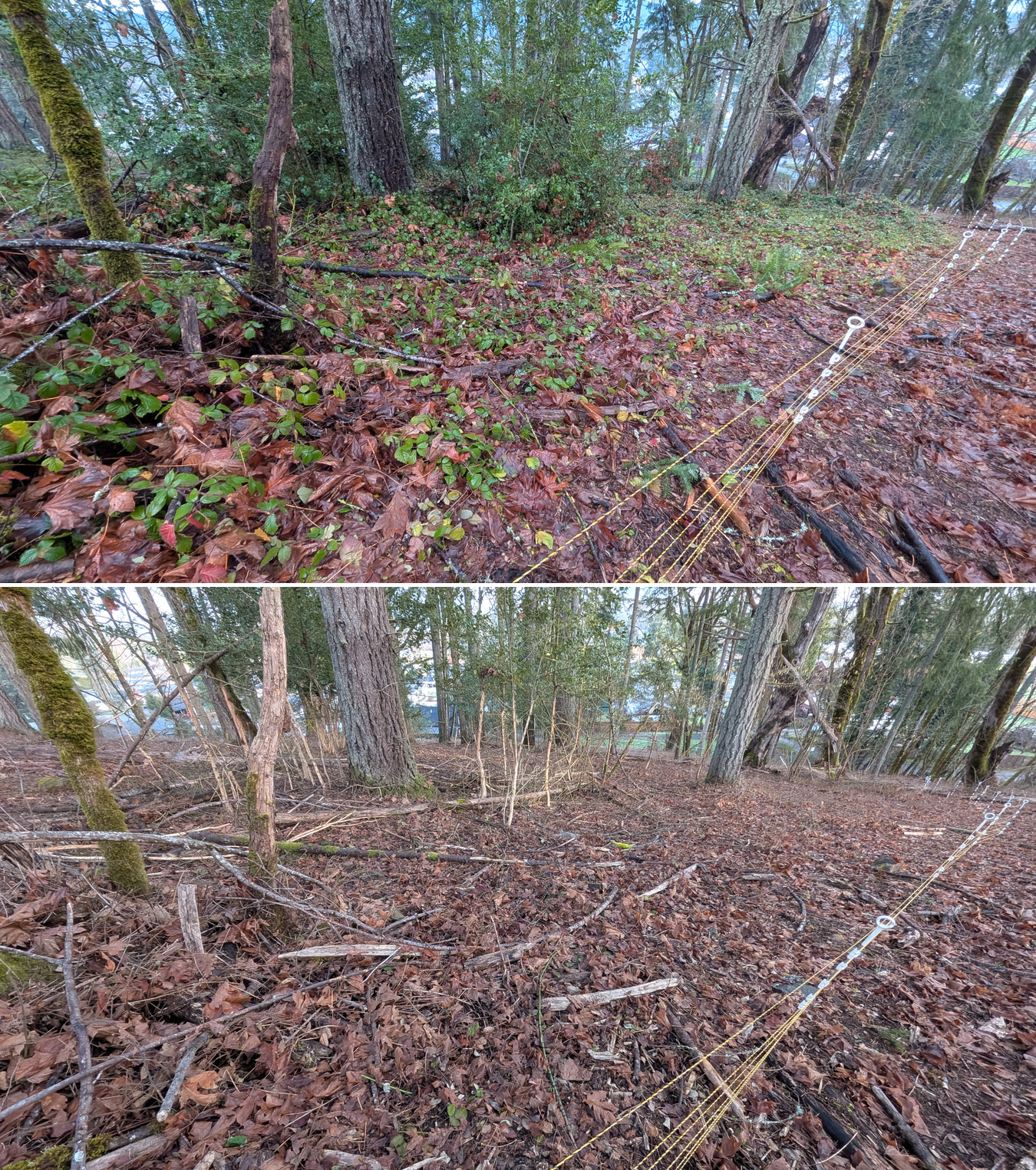 Before and after goat grazing in Lane County, Oregon, 12/23/25, photo 4