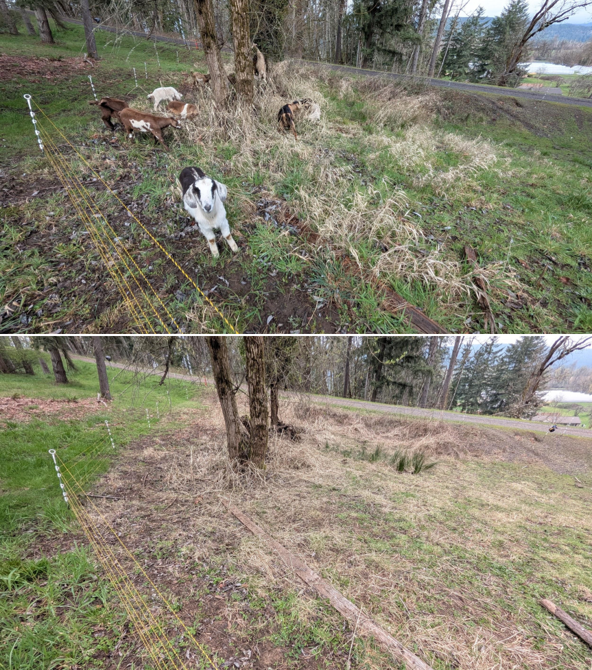 Before and after goat grazing in Lane County, Oregon, 03/10/26, photo 2