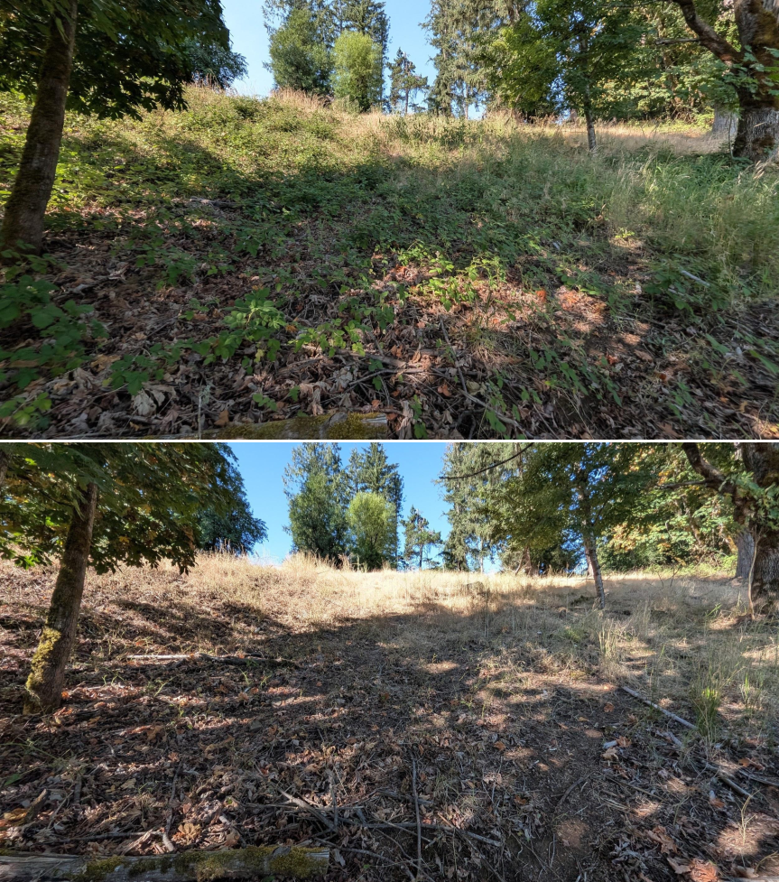 Before and after goat grazing in Lane County, Oregon, 07/14/26, photo 8
